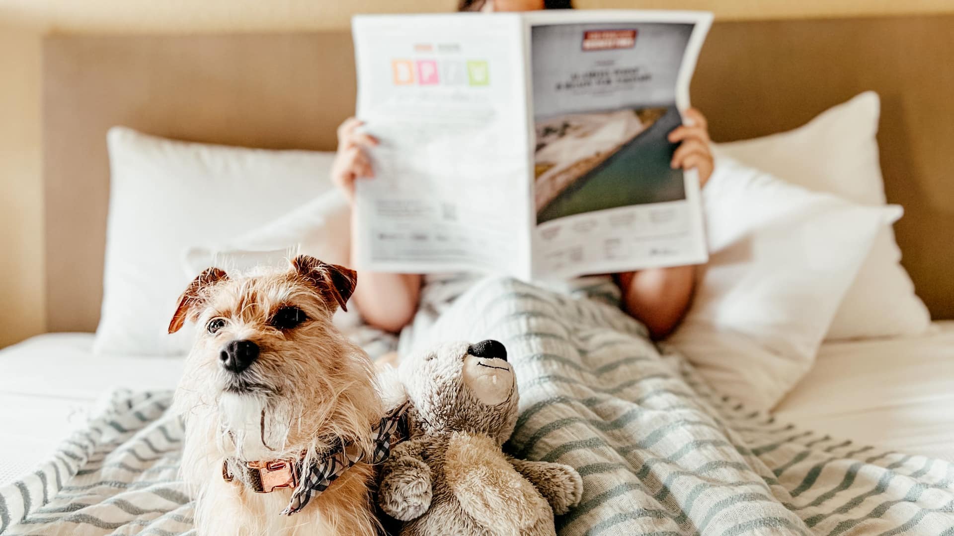 Hyatt House Pleasanton Dog In Bed