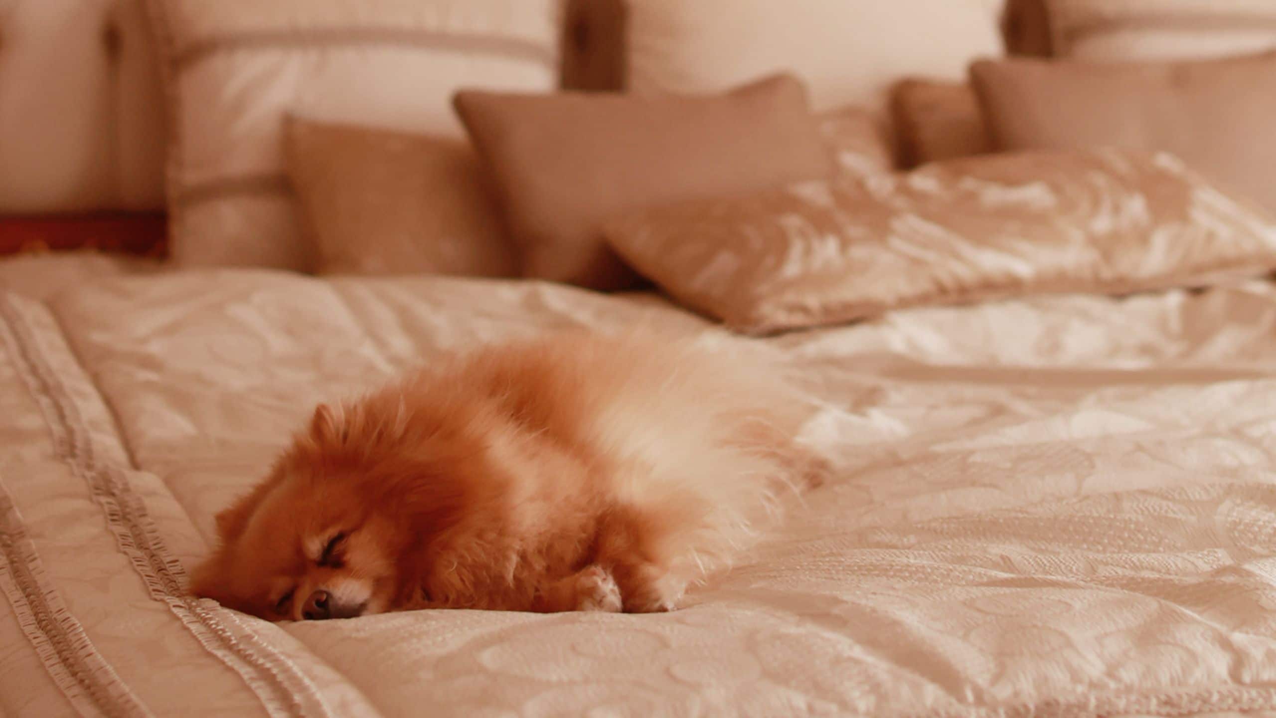 Hotel Flüela Davos Suite Dog Friendly
