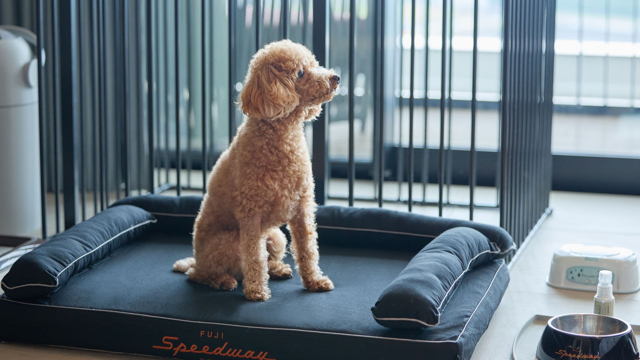 Fuji Speedway Hotel Standard Room Poodle Bed Sitting