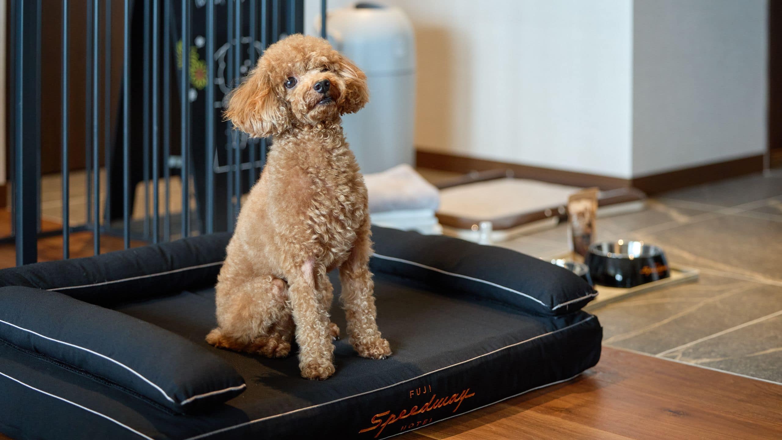 Fuji Speedway Hotel Suite Room Poodle Bed Sitting