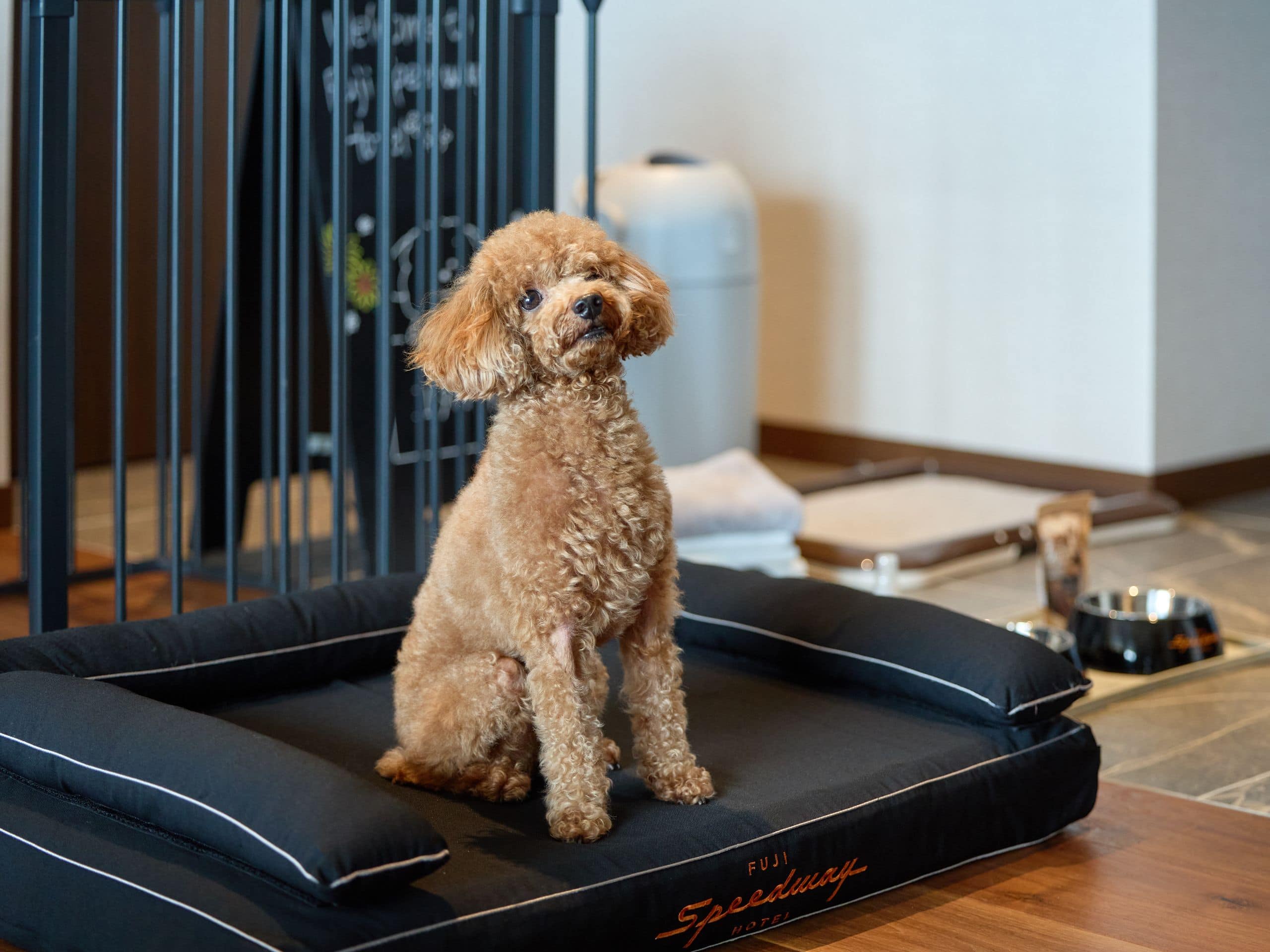 Fuji Speedway Hotel Suite Room Poodle Bed Sitting
