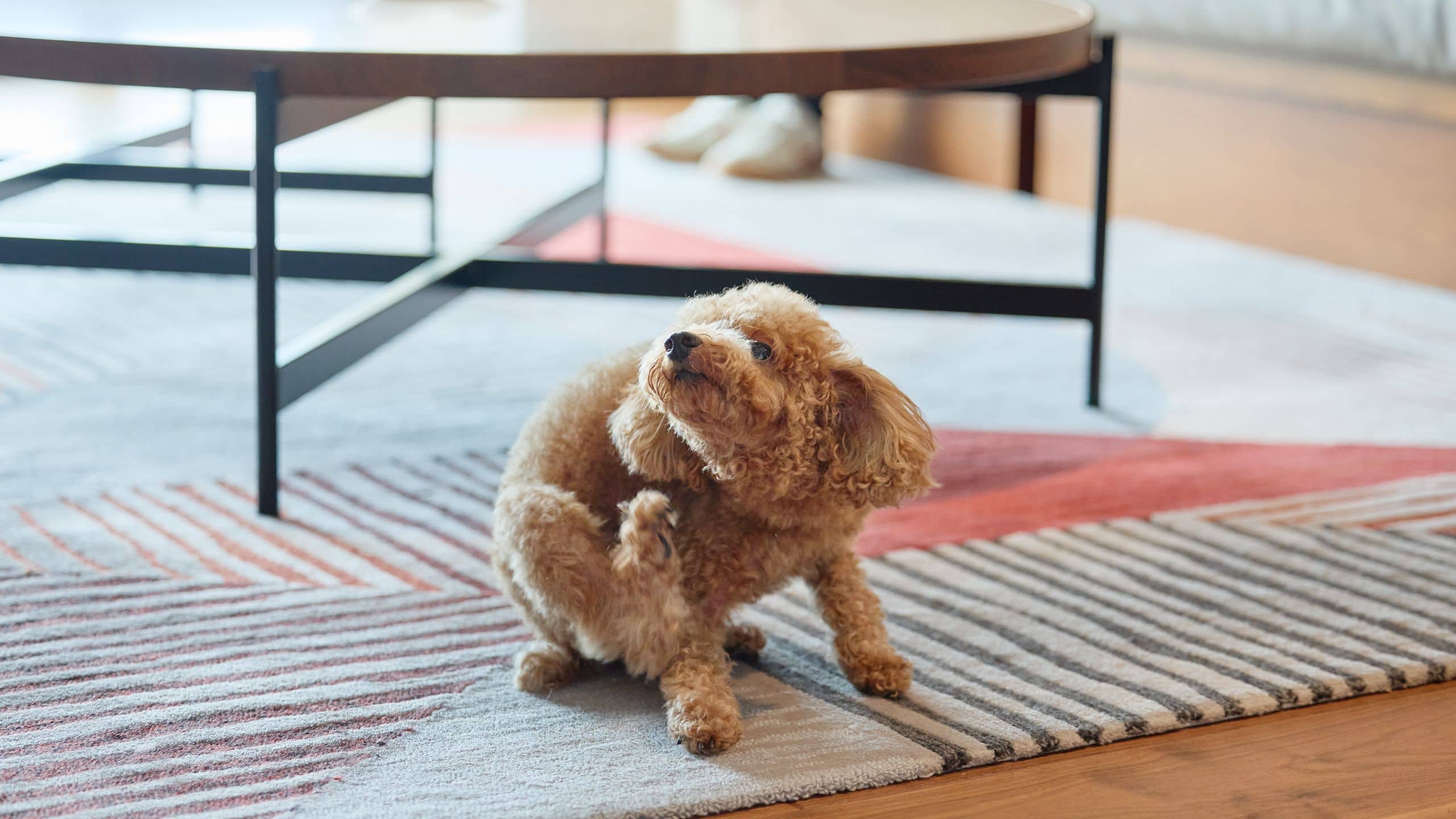 Fuji Speedway Hotel Suite Room Poodle Living Scratching