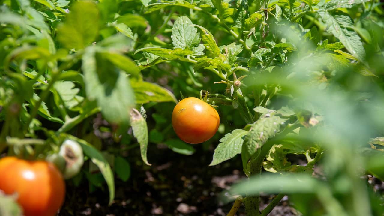 Growing Tomatoes