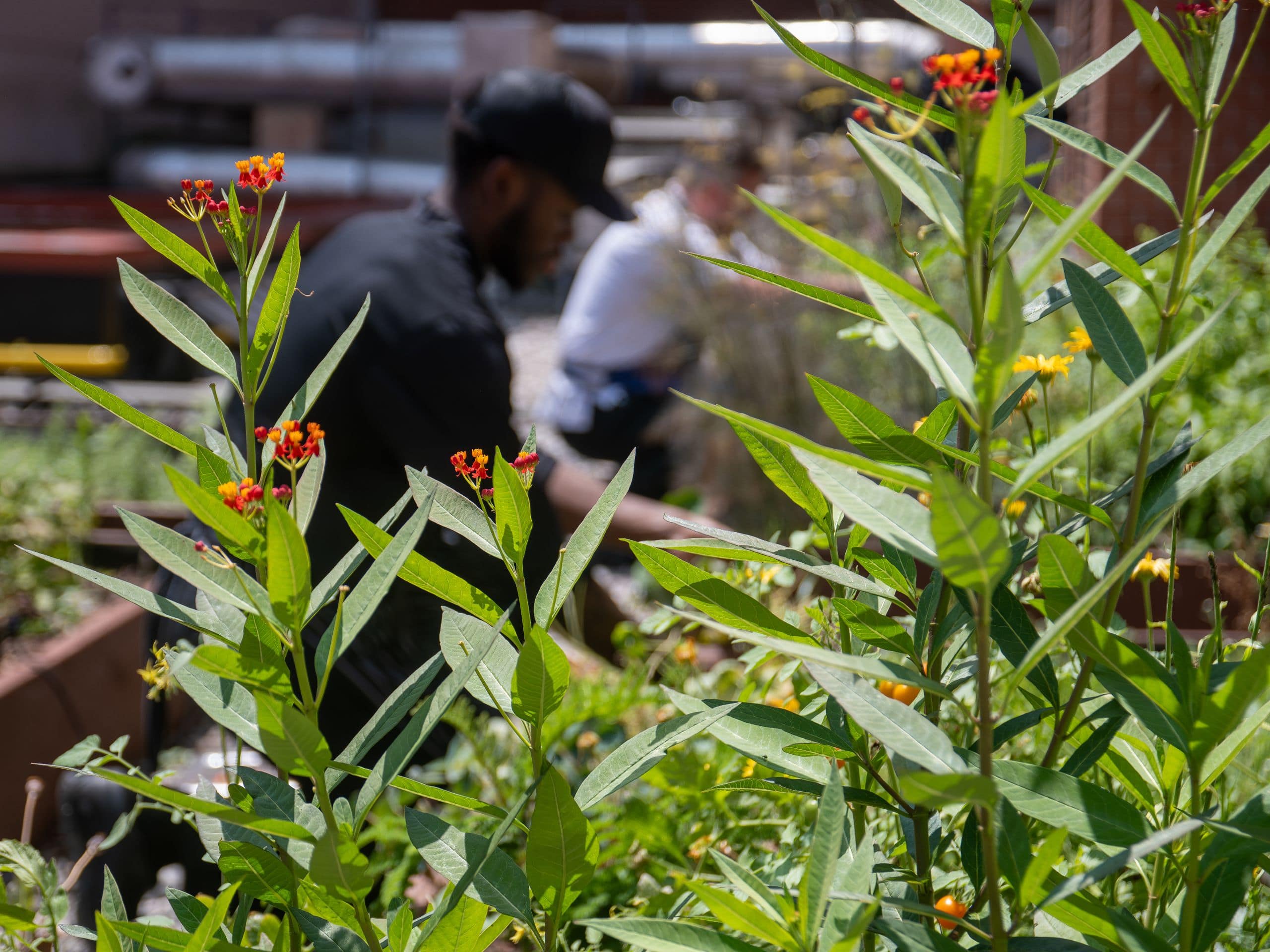 Park Hyatt Washington D.C. Rooftop Garden