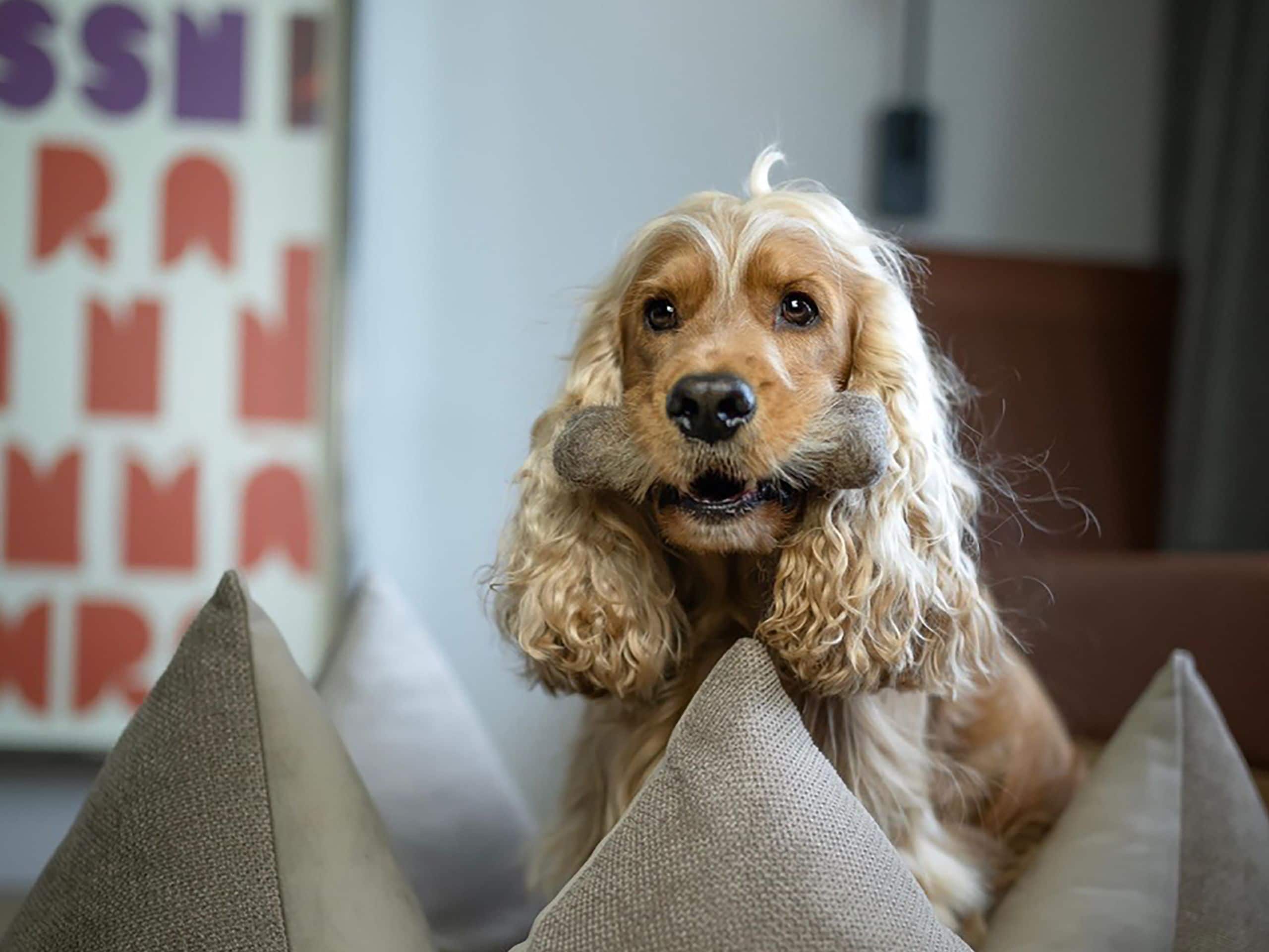 Andaz Munich Schwabinger Tor Cocker Spaniel Dog Bed With Bone