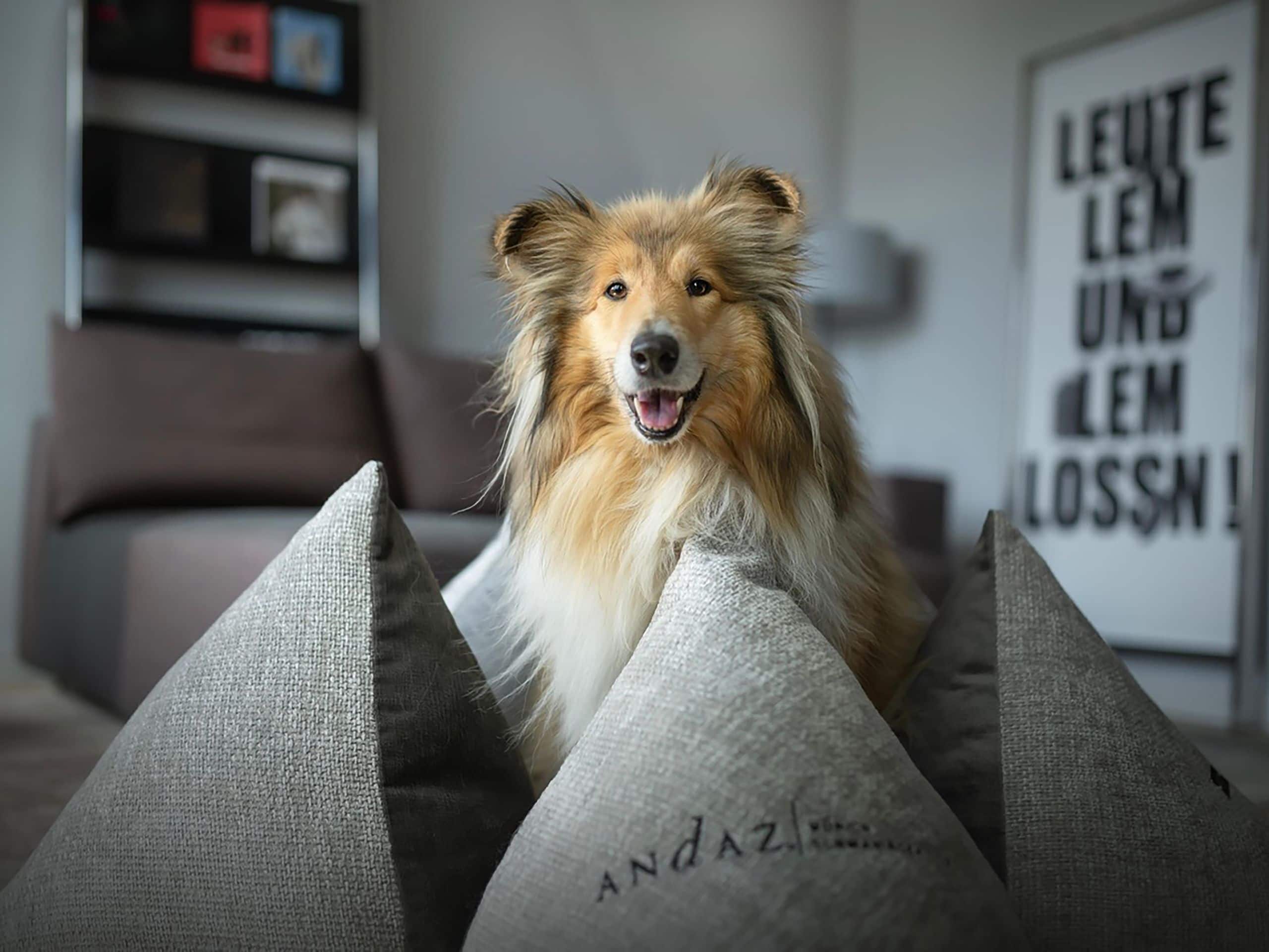 Andaz Munich Schwabinger Tor Gold Sable Collie Dog Alert In Bed