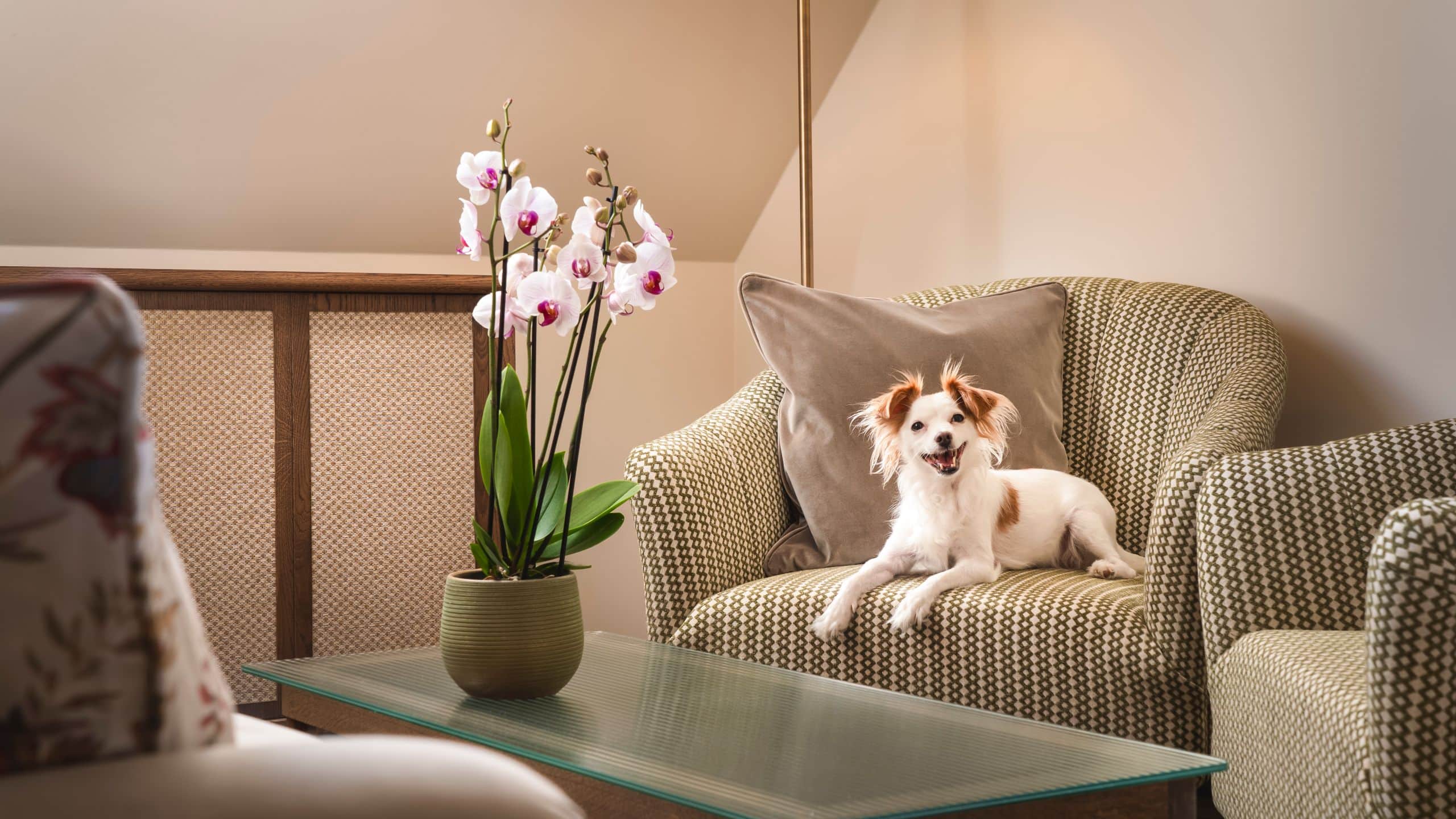 Brunfels Hotel Guestroom Pet Friendly Dog