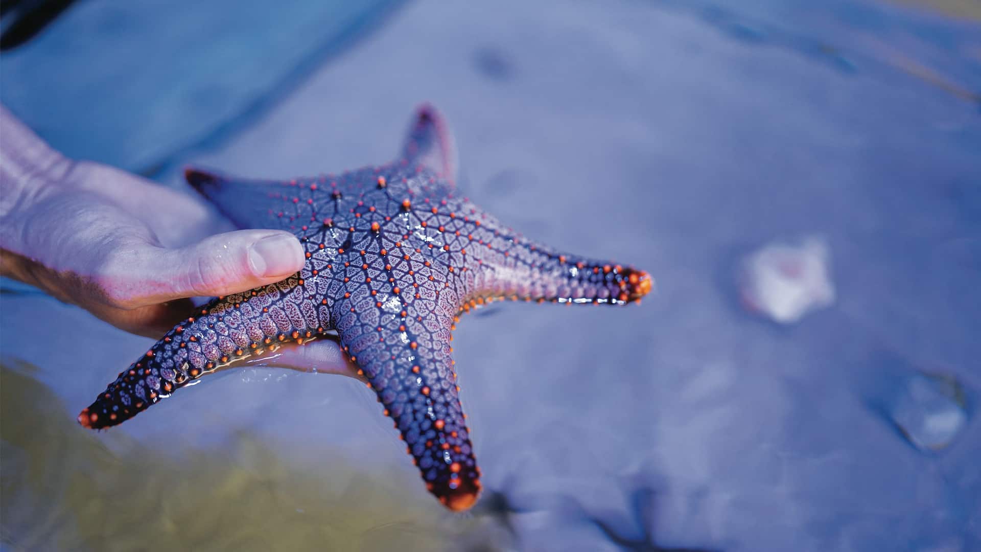 Hyatt Regency Phuket Resort Marine Biological Center Touch Pool