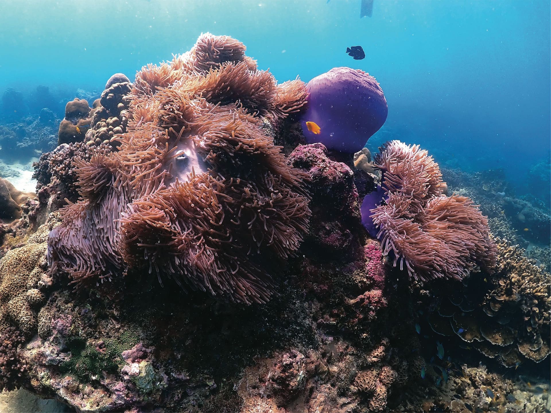 Hyatt Regency Phuket Resort House Reef