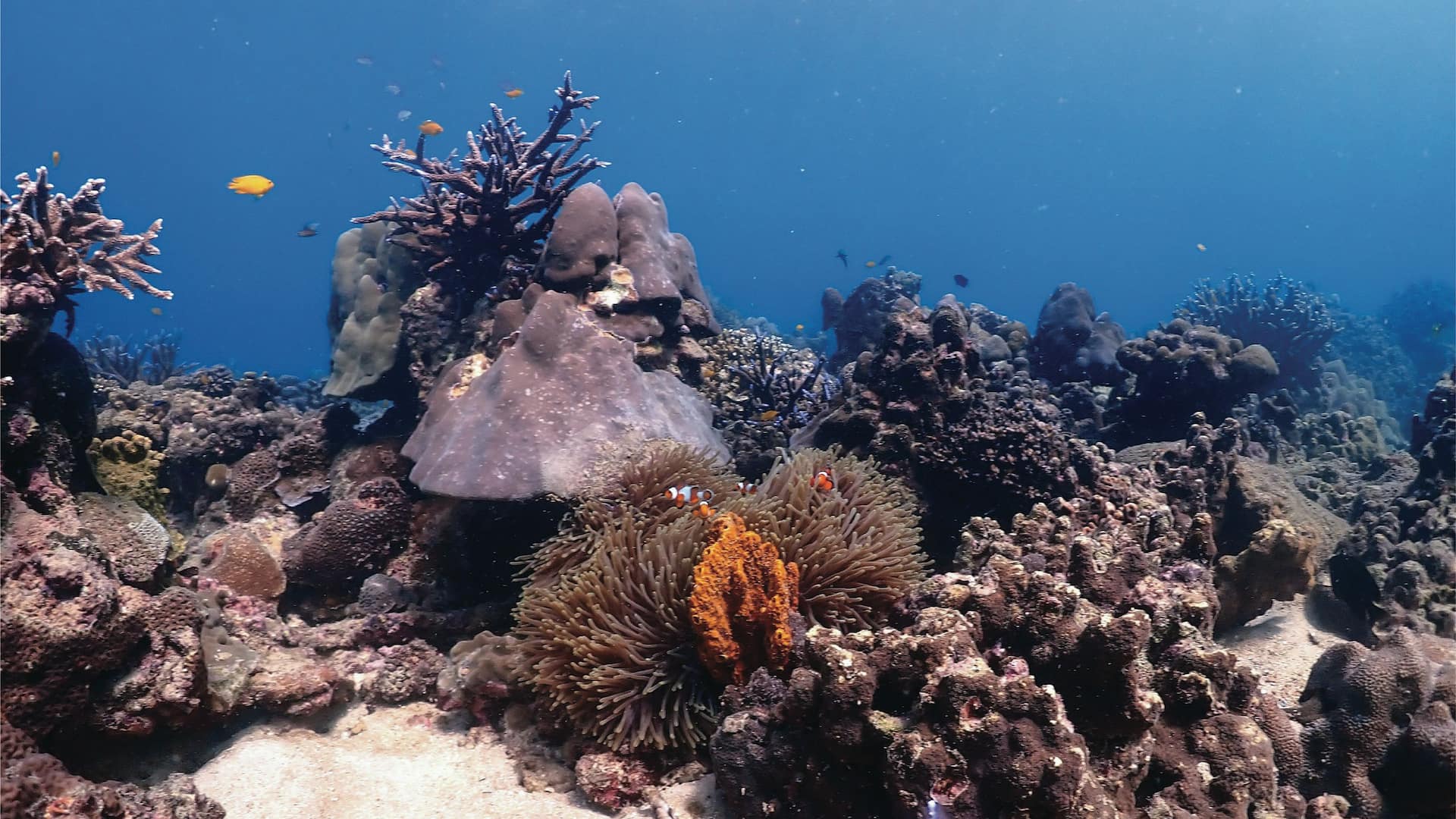 Hyatt Regency Phuket Resort Kamala House Reef