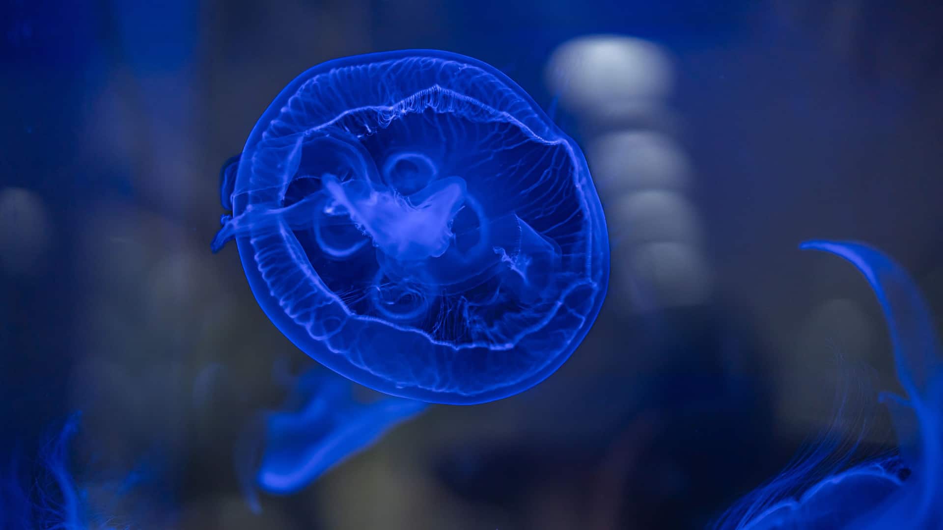 Hyatt Regency Phuket Resort Jellyfish Maine Biological Center