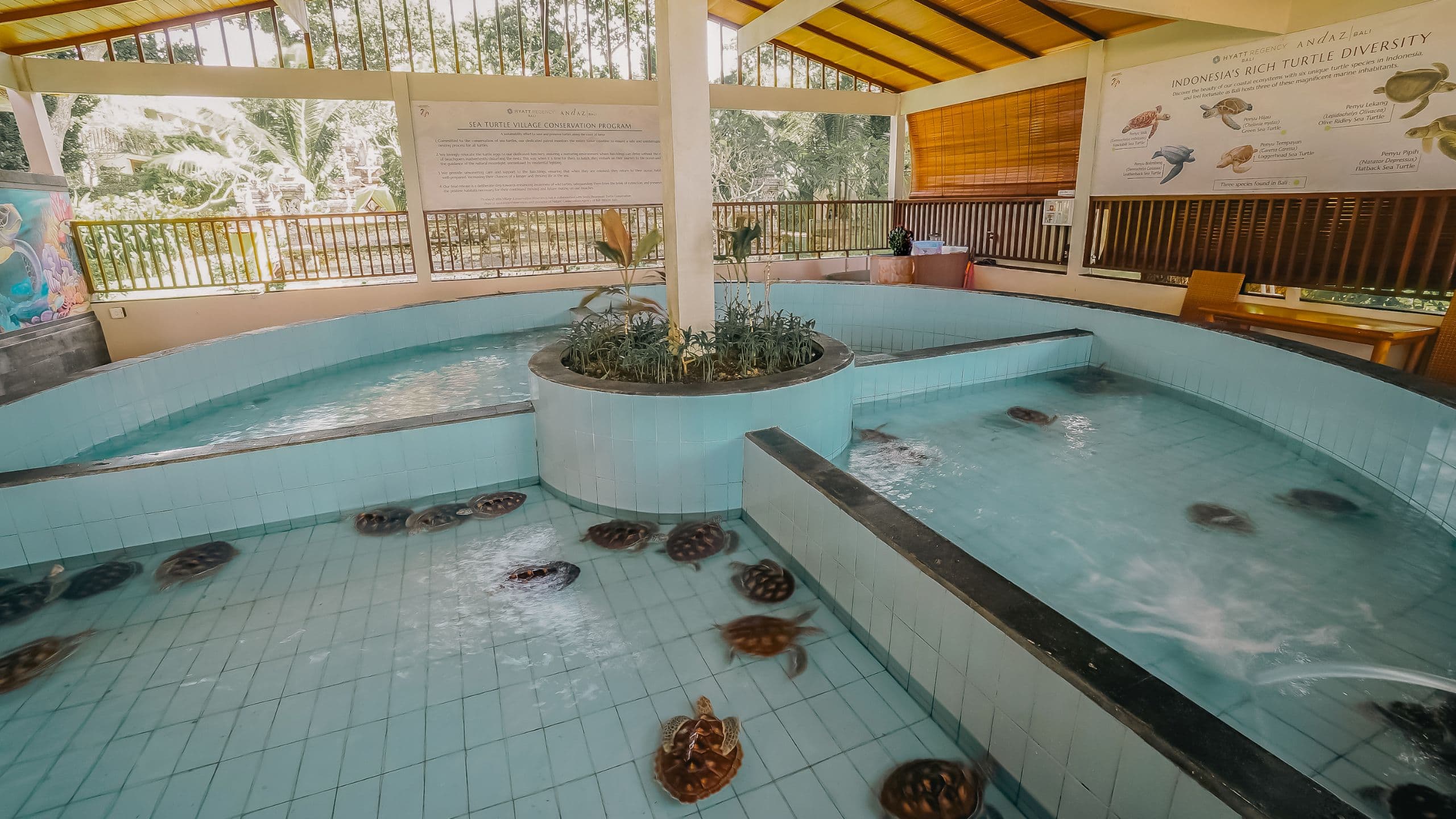 Sea Turtle Village in Sanur at Andaz Bali and Hyatt Regency Bali