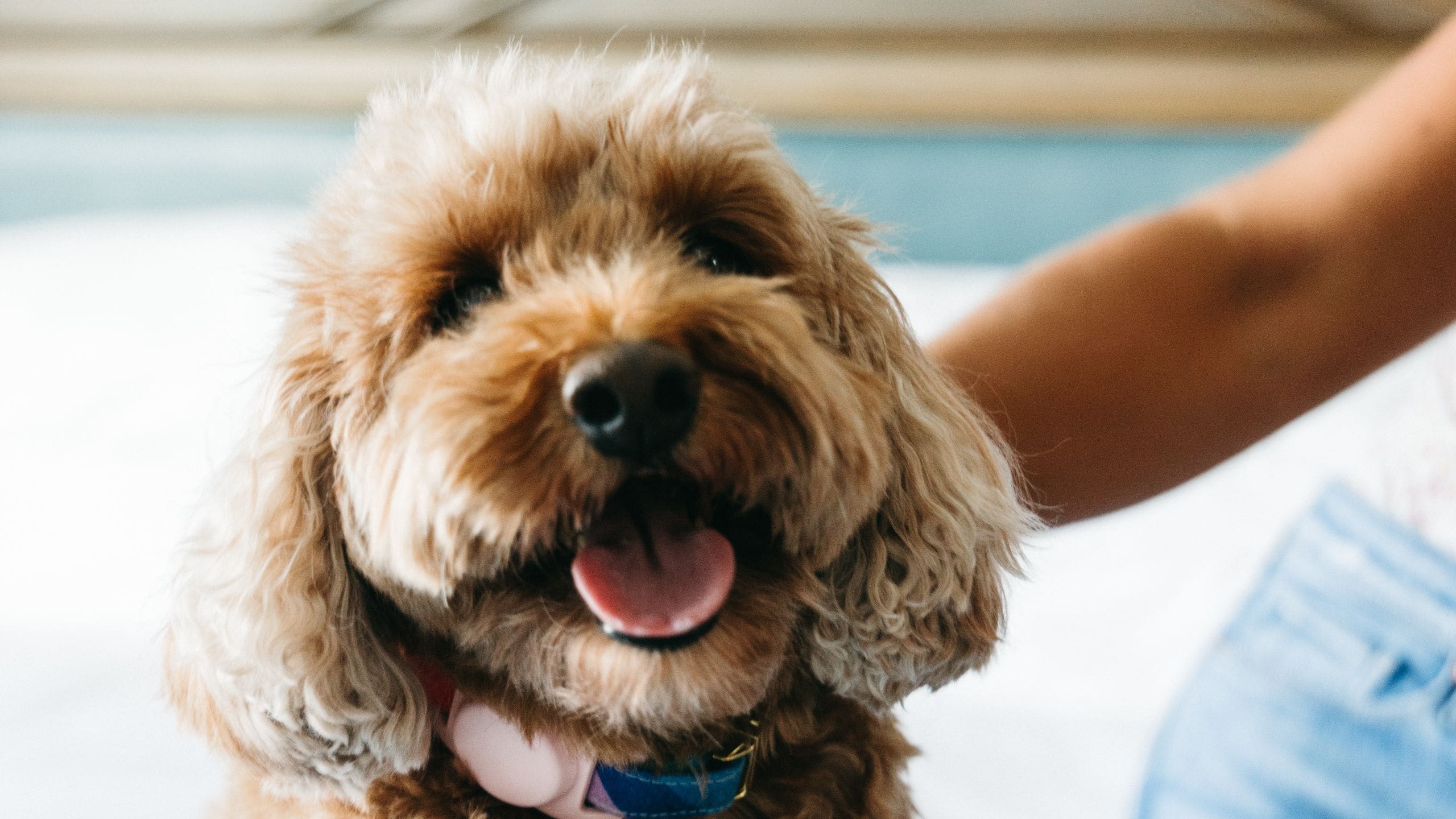 Thompson Nashville Pet Friendly Guestroom