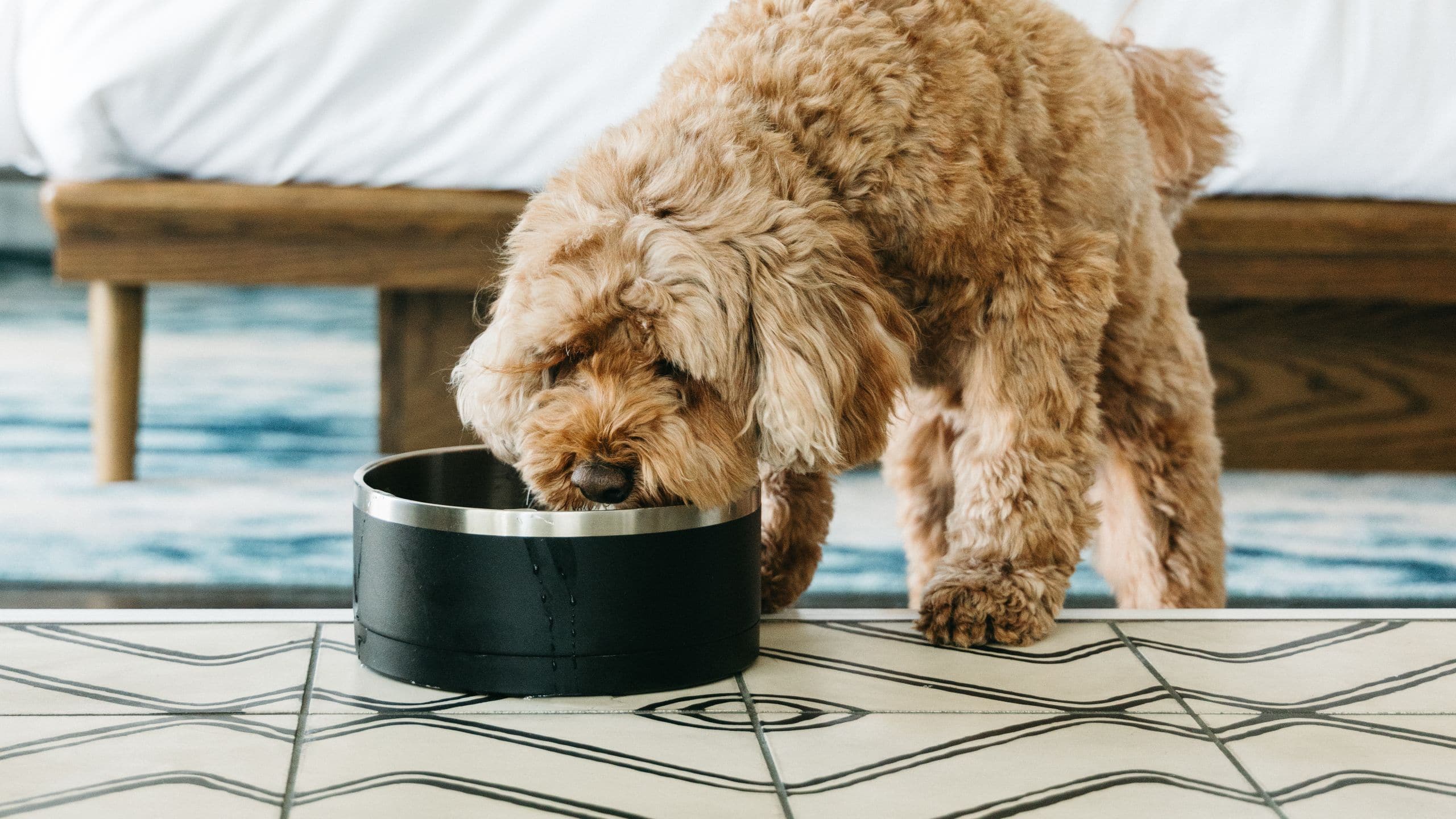 Thompson Nashville Pet Friendly Dog Bowl
