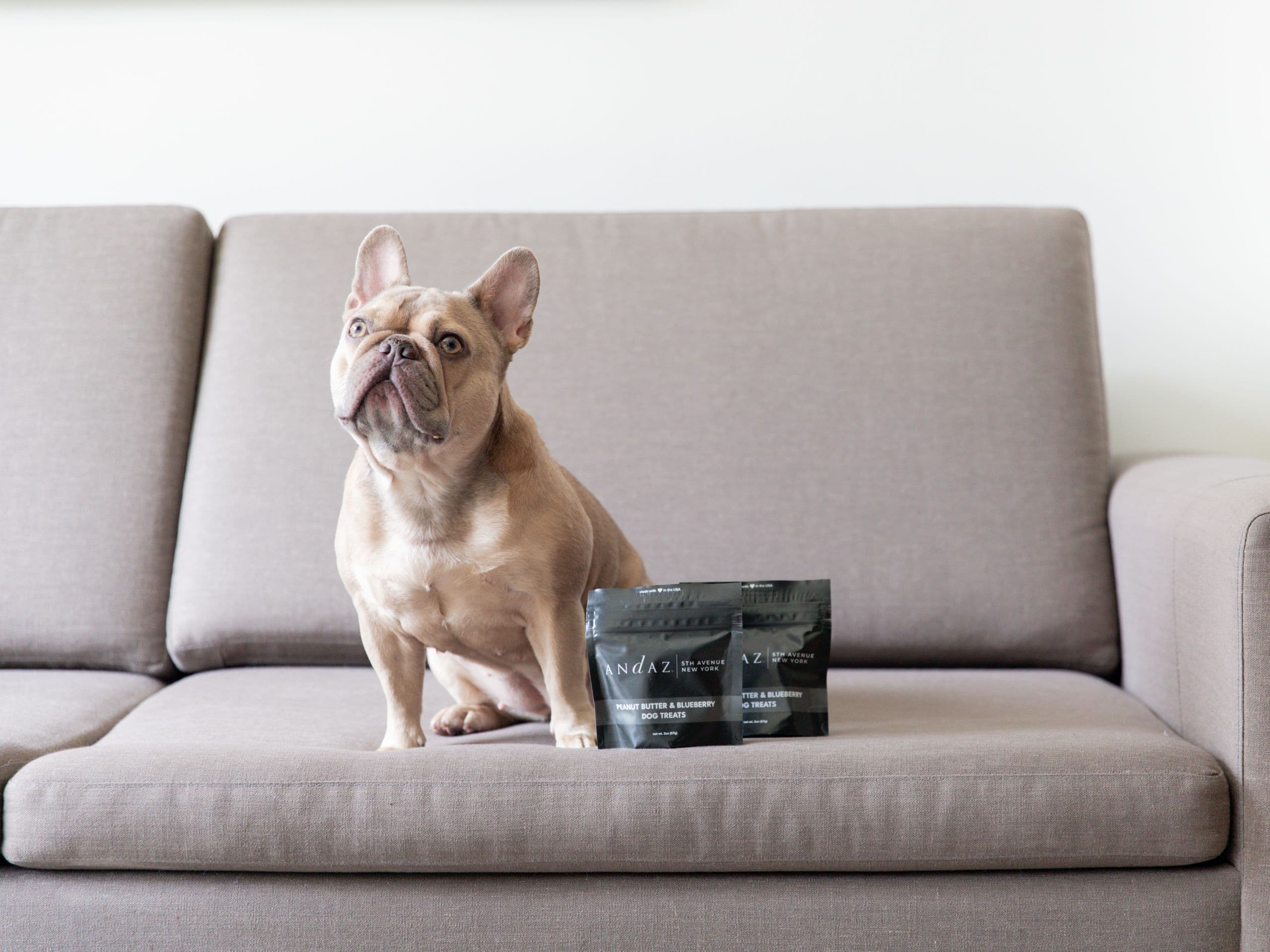 Andaz 5th Avenue Dog Amenity