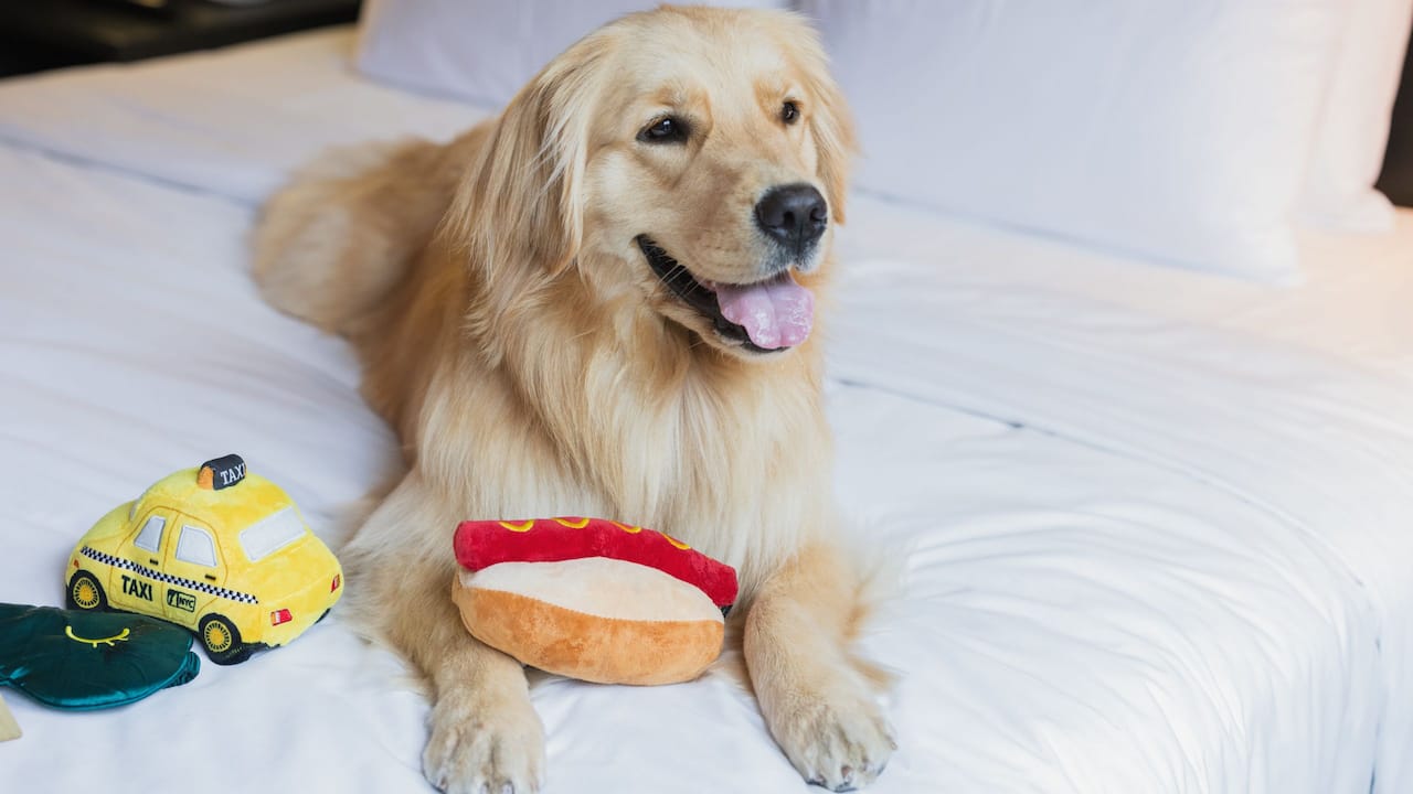 Hyatt Union Square New York Pet Friendly
