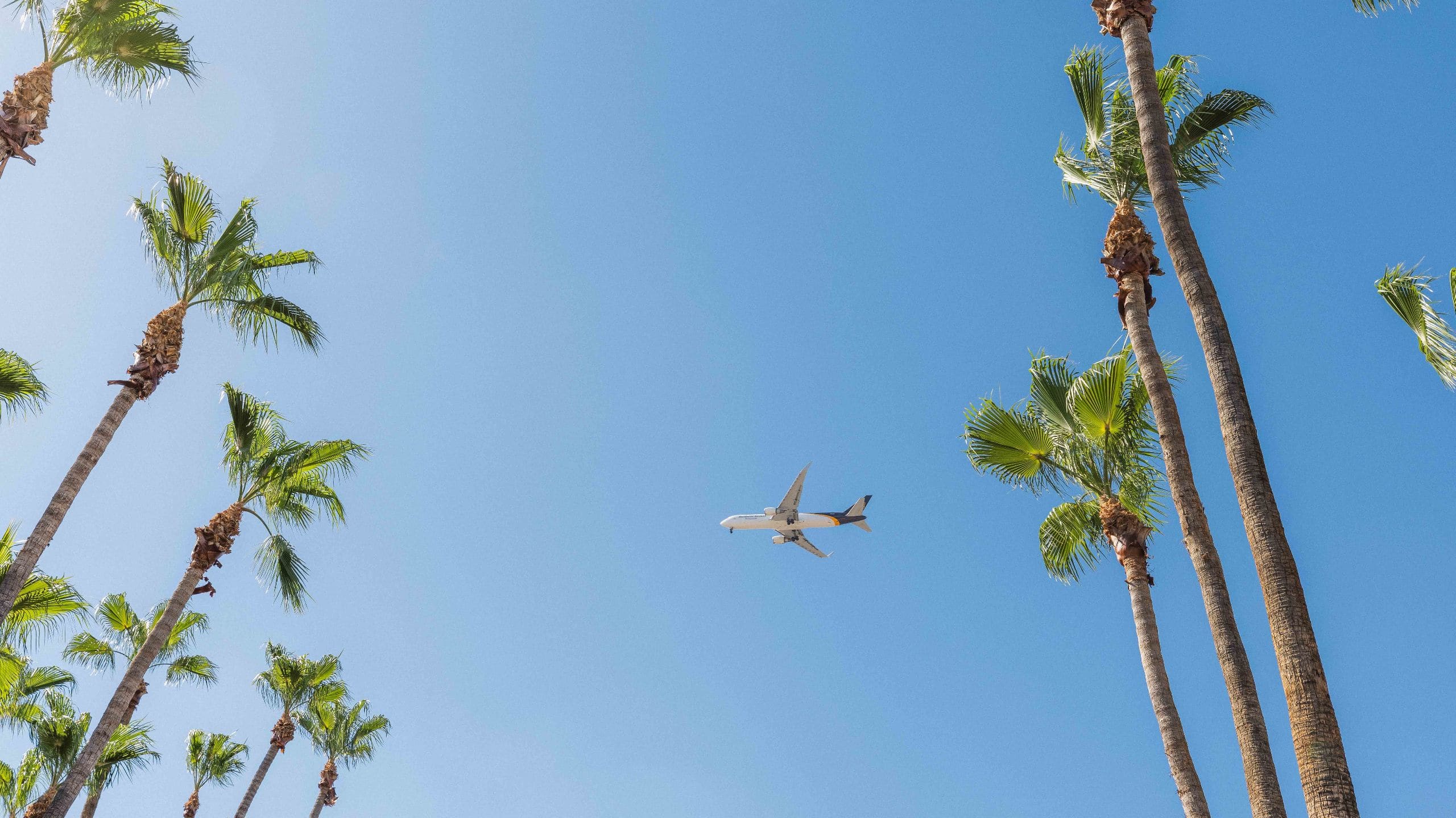 Tempe Mission Palms Airplane Arrival View In Palm Trees