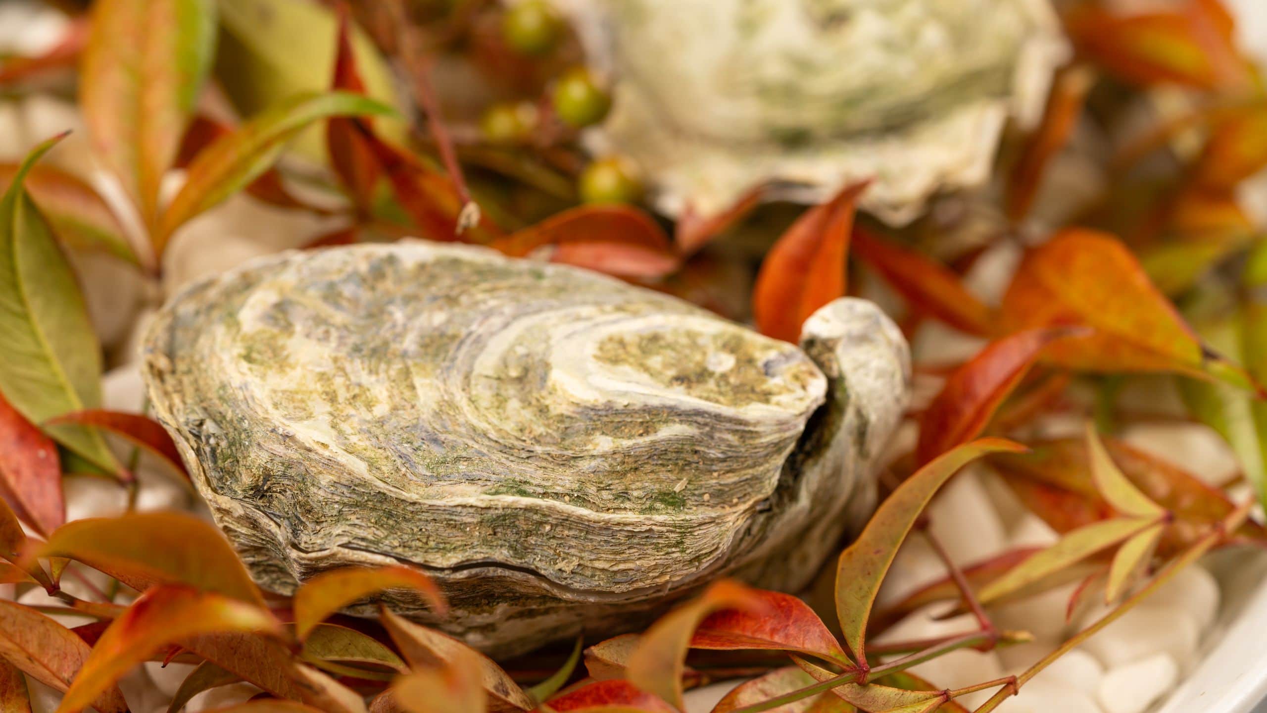 Park Hyatt Guangzhou Poached In White Wine Josephine Oyster