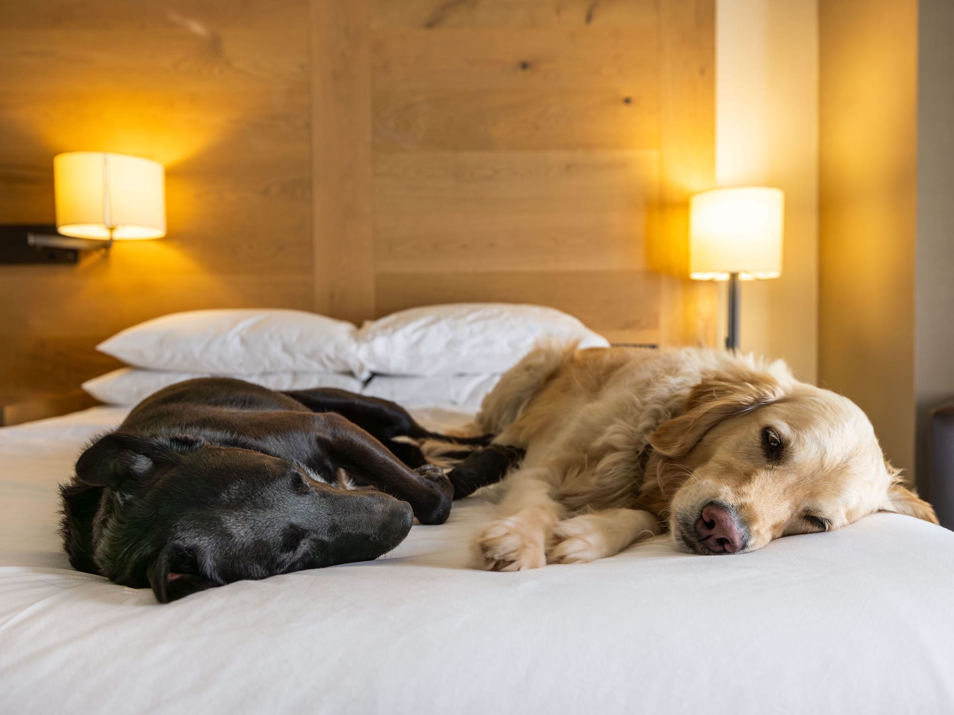 Hyatt Regency Lake Tahoe Resort, Spa and Casino Dogs On Bed