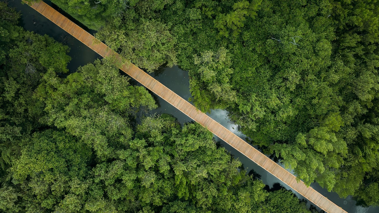 Aerial Mangrove Walkway