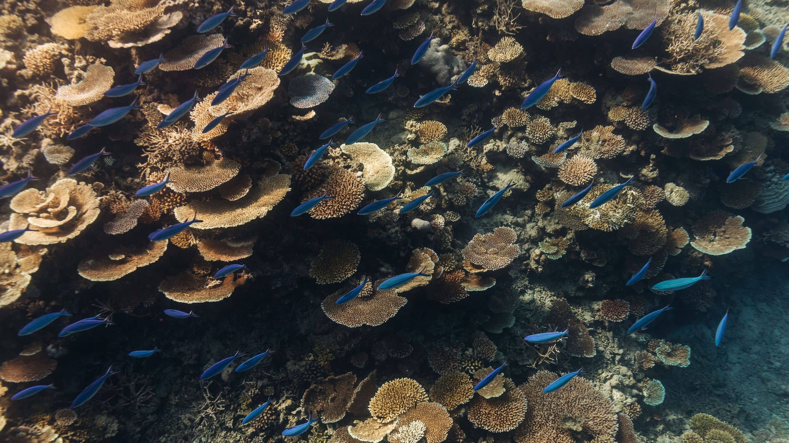 Park Hyatt Maldives Hadahaa Hadahaa House Reef