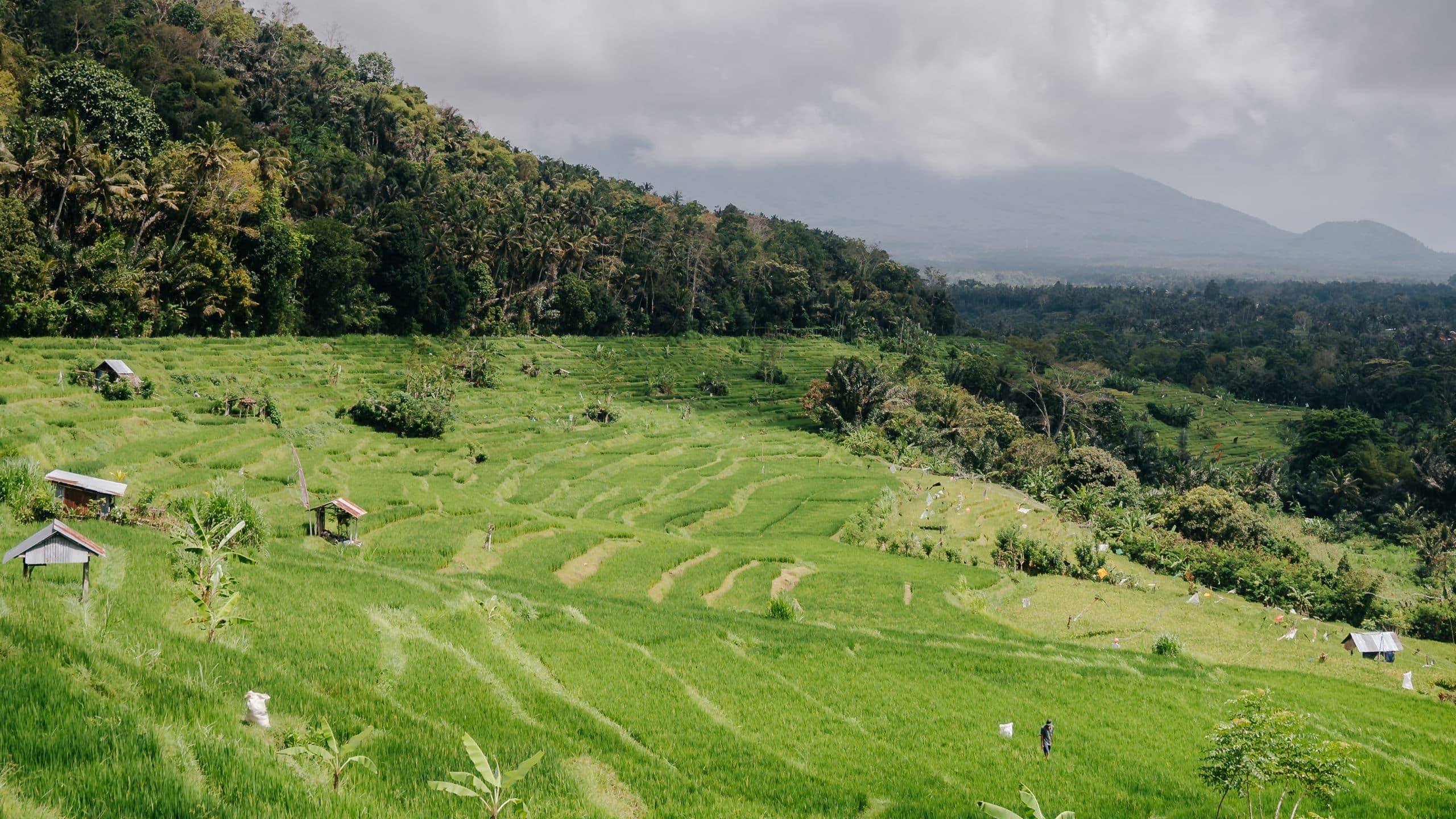 Alila Manggis Tenganan Rice Fields