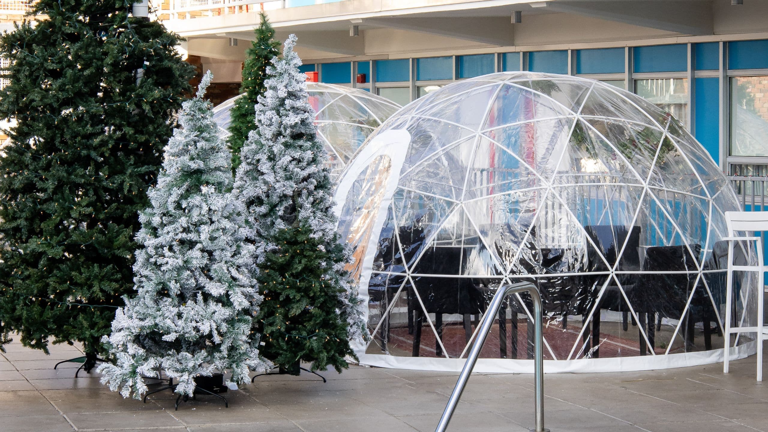 Unscripted Durham Igloo And Christmas Tree