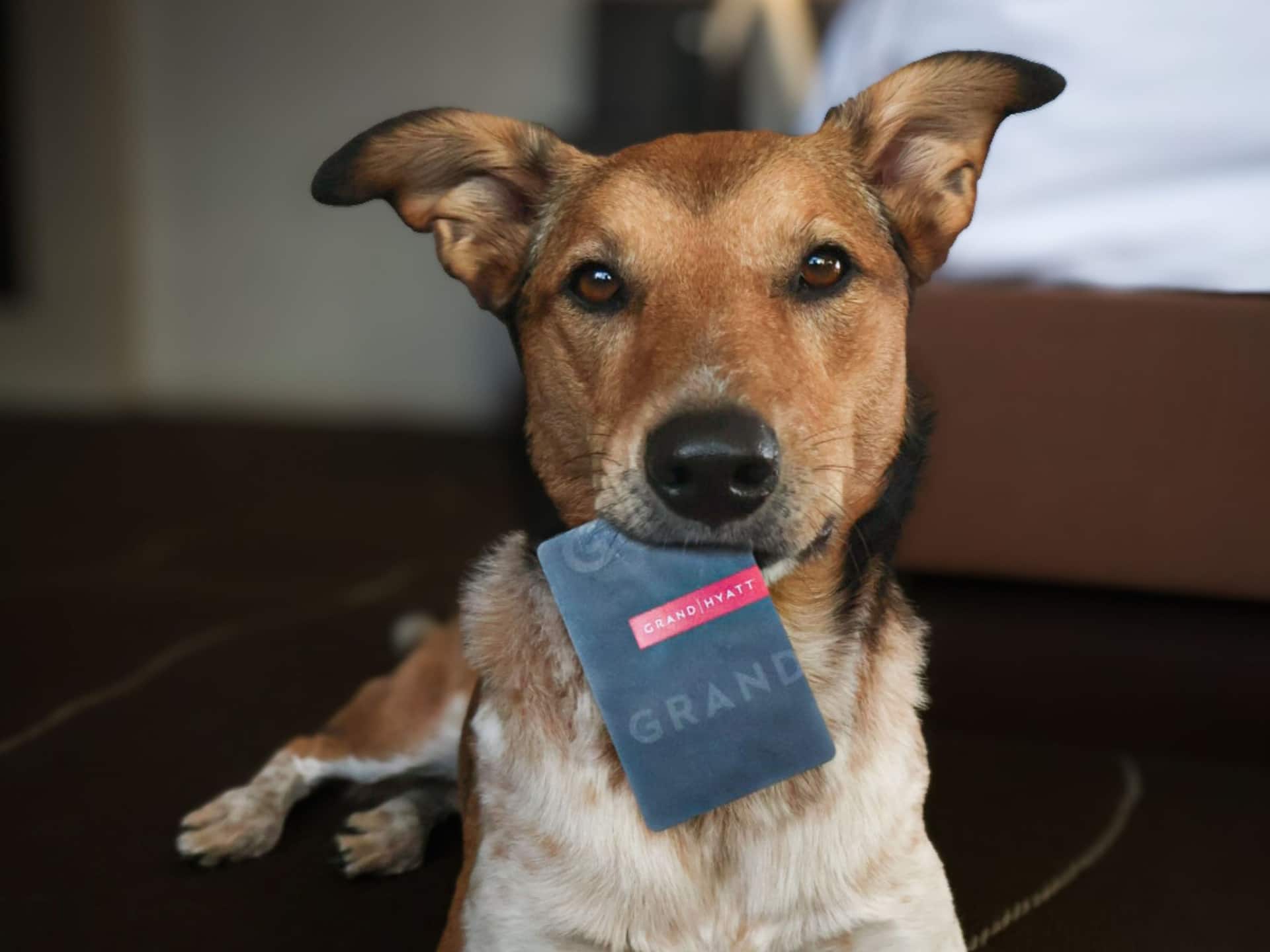Grand Hyatt Denver Dog With Key