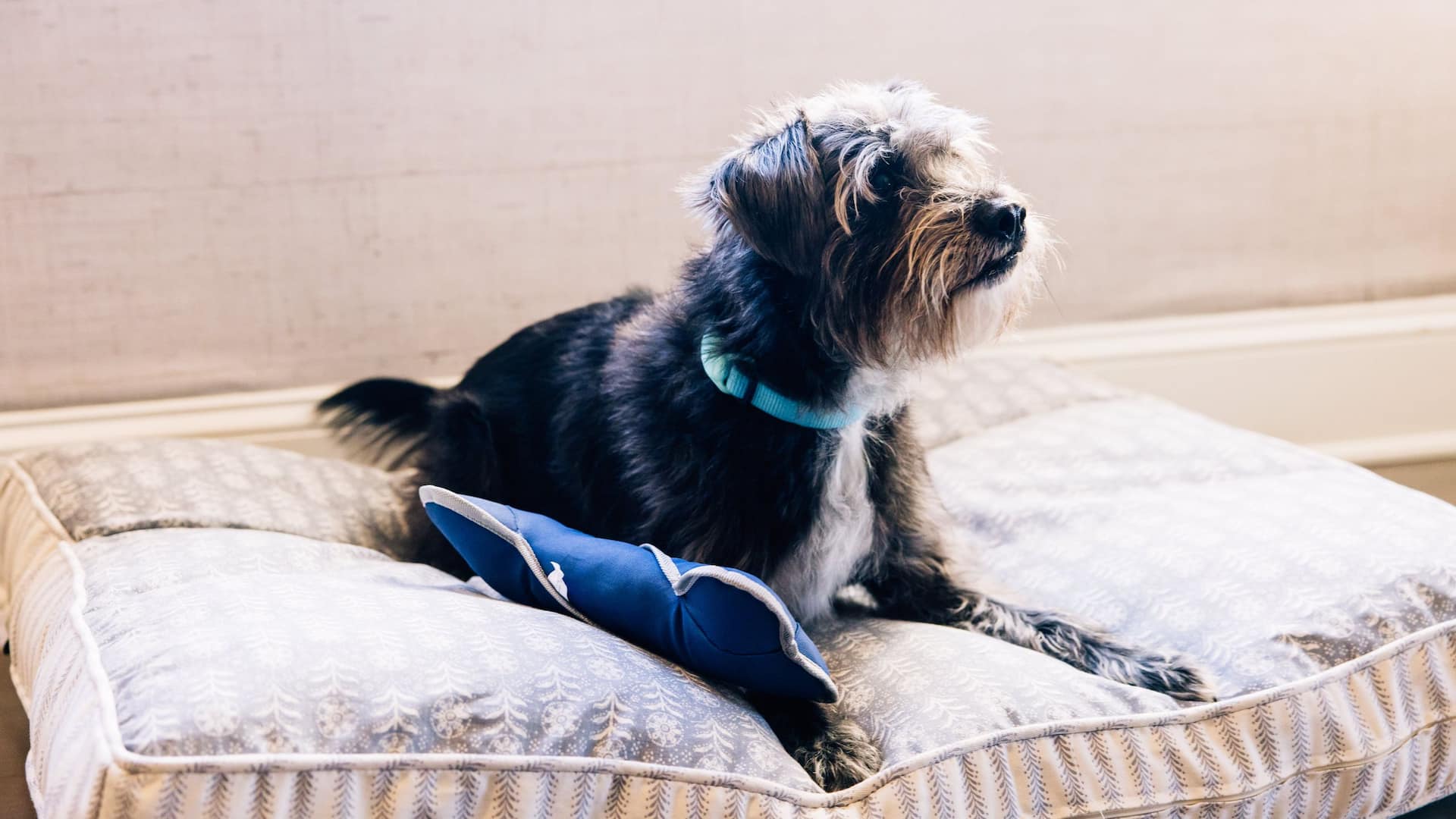Hyatt Regency St. Louis at The Arch Dog Laying In Pet Bed