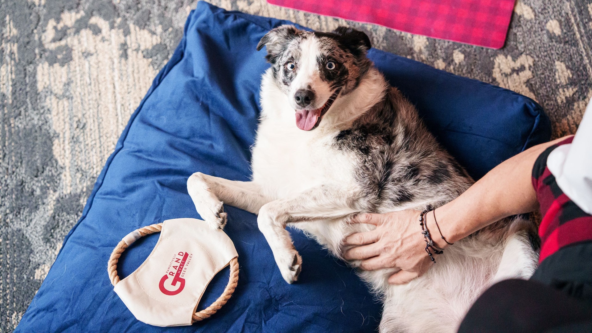 Grand Hyatt Deer Valley Dog With Pet Package