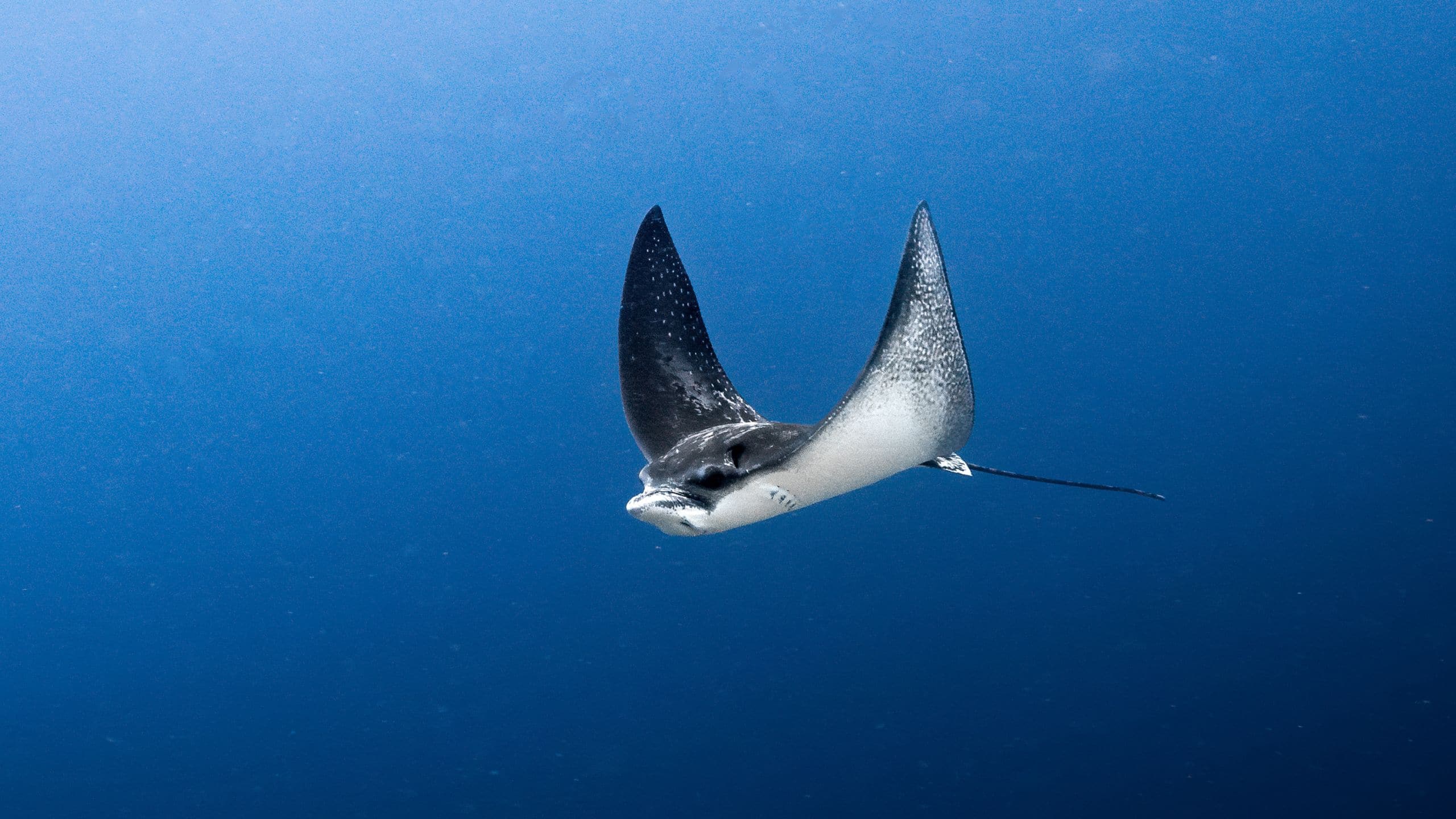 Park Hyatt Maldives Hadahaa Eagle Ray In The Ocean In Maldives