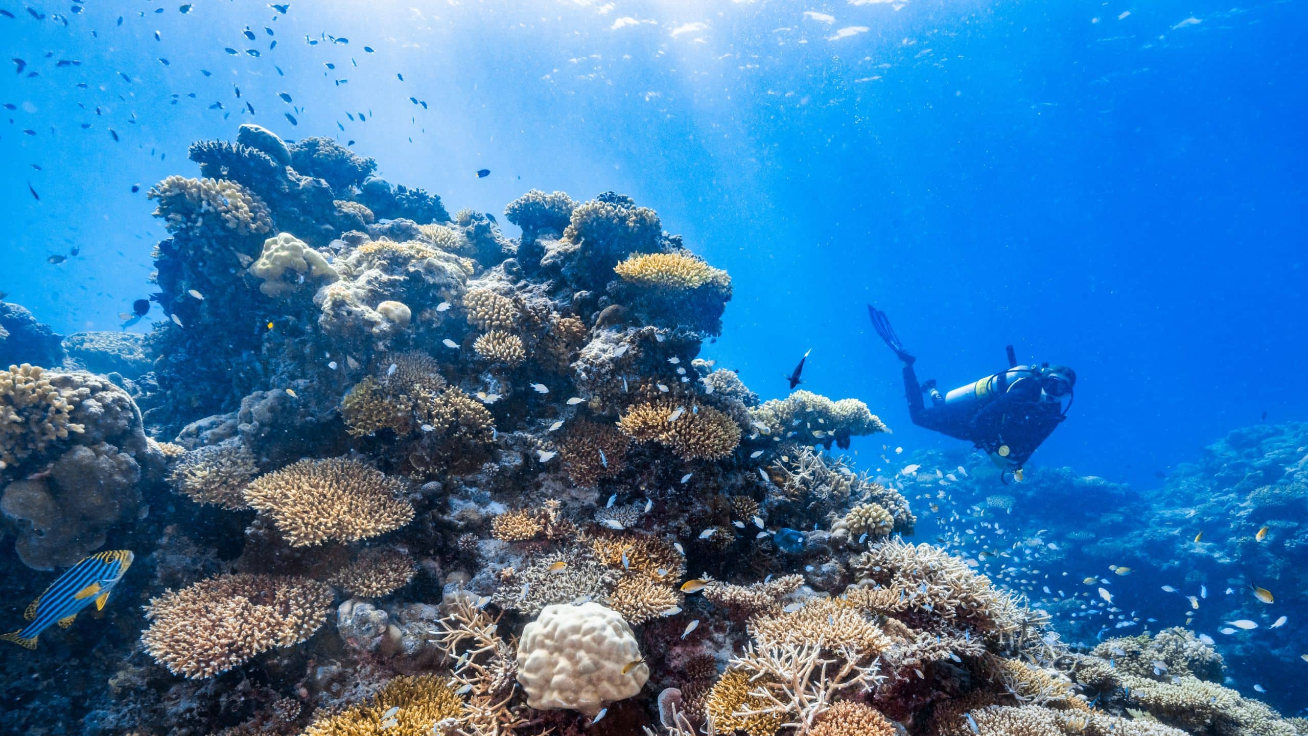 Park Hyatt Maldives Hadahaa House Reef At Hadahaa