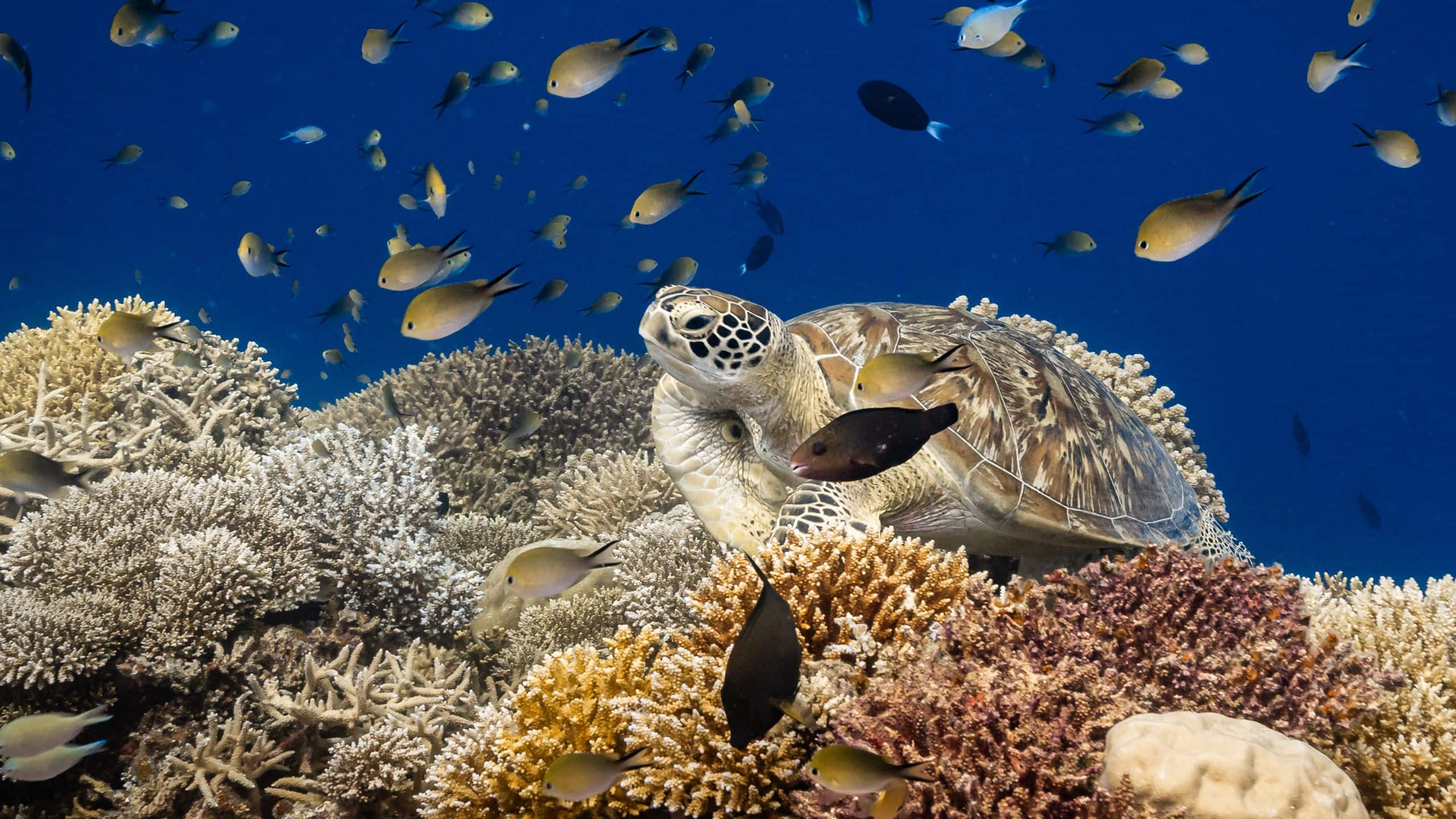Park Hyatt Maldives Hadahaa Turtle At Hadahaa House Reef
