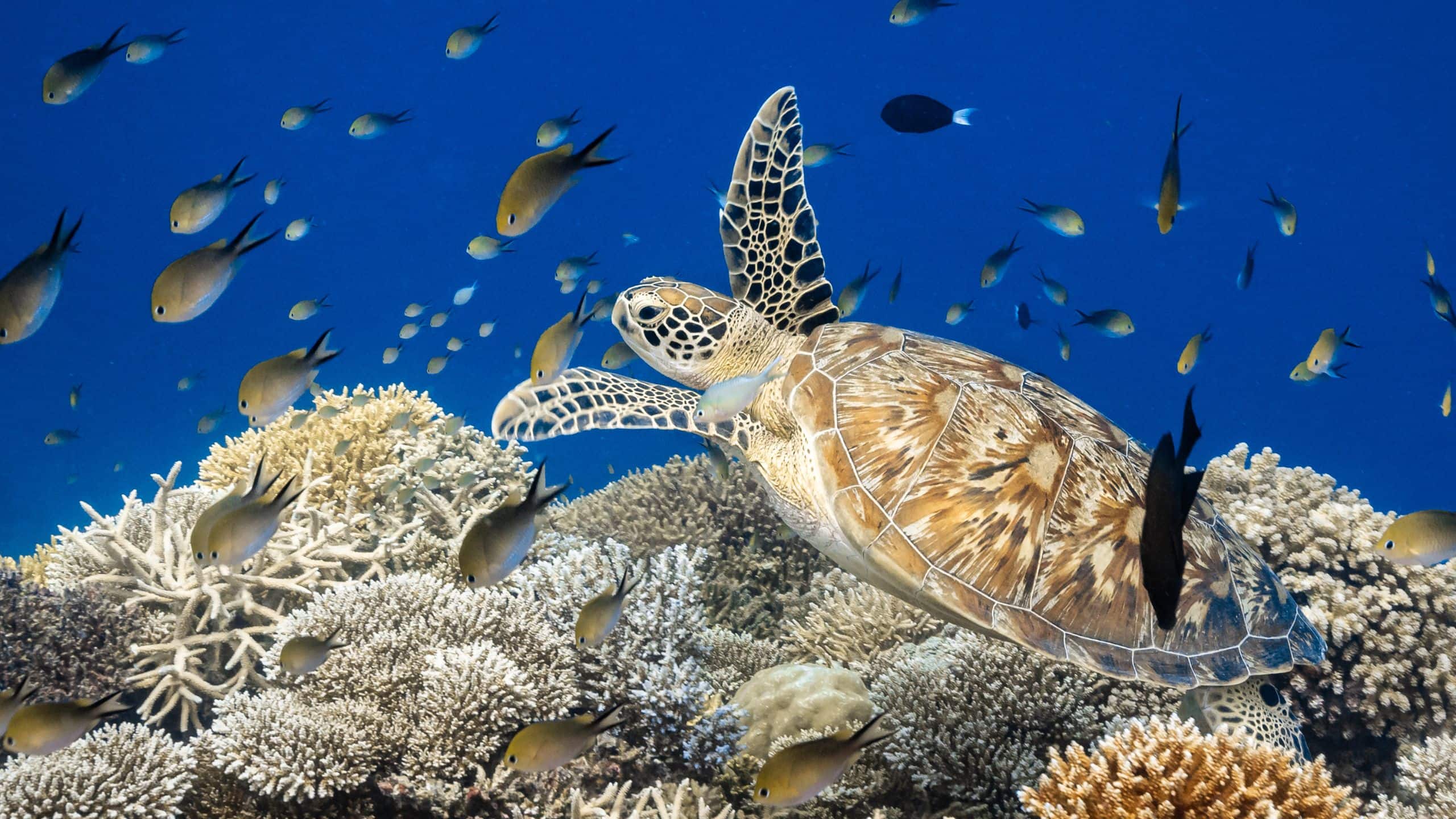 Park Hyatt Maldives Hadahaa Turtle Swimming Back To The Ocean