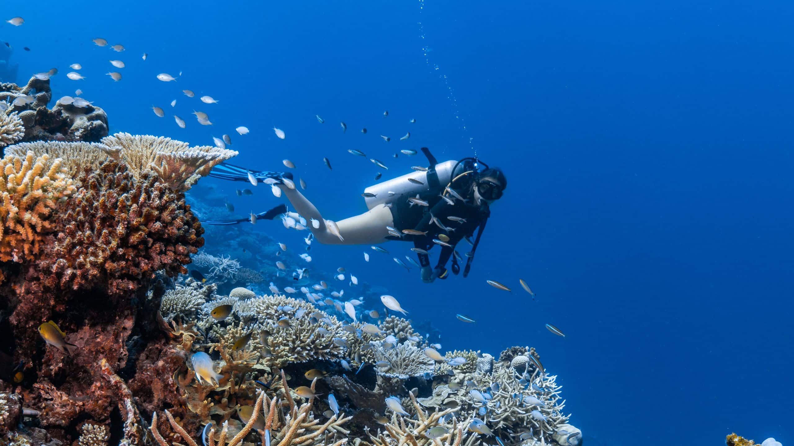 Park Hyatt Maldives Hadahaa Diving With The Hoiue Reef View