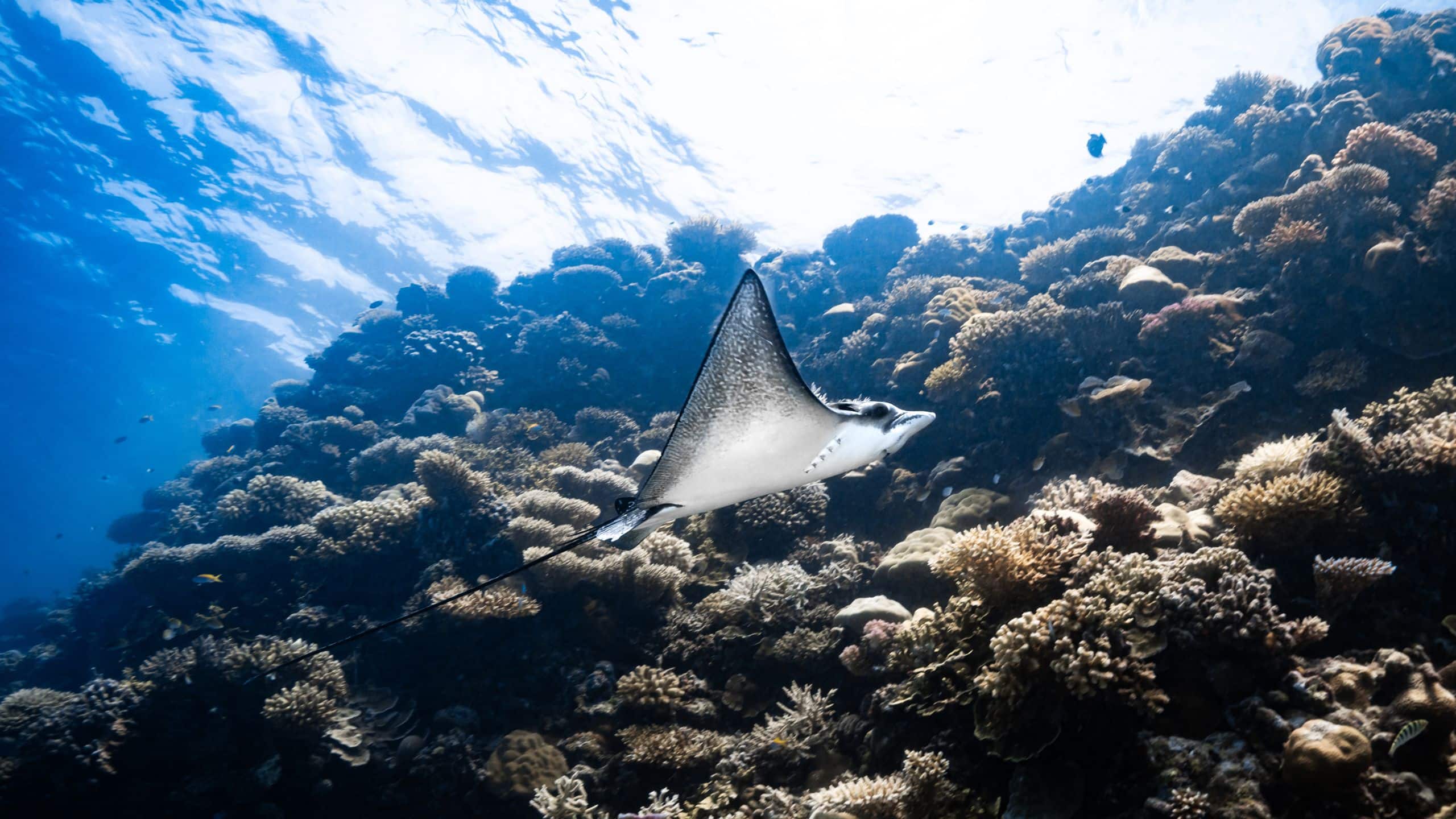 Park Hyatt Maldives Hadahaa Eagle Ray In The Ocean