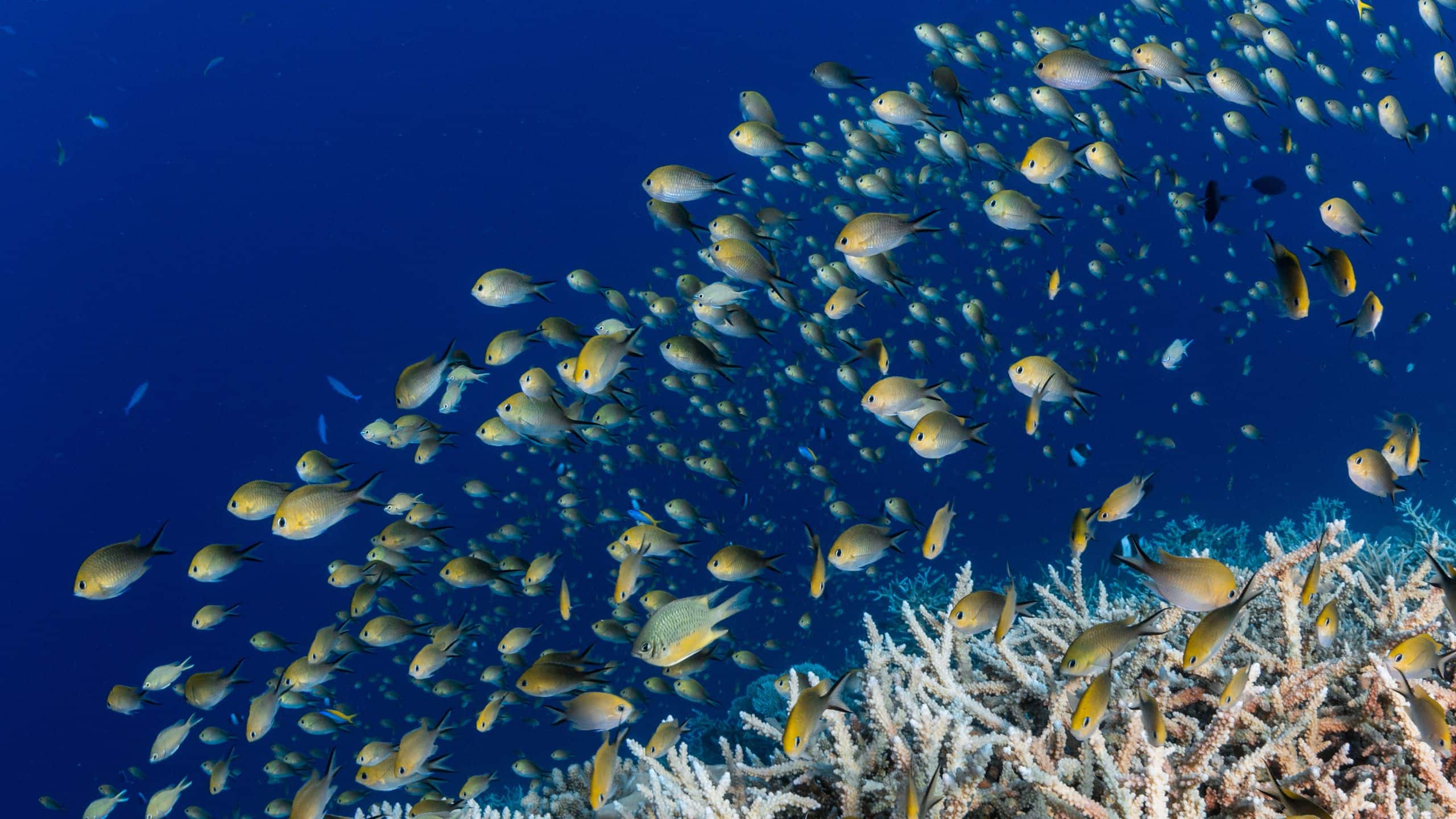 Park Hyatt Maldives Hadahaa Fishes In The Ocean At Th Reef