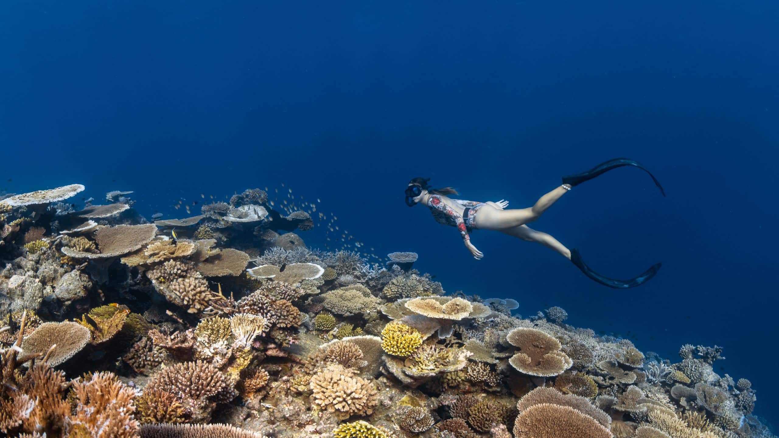 Park Hyatt Maldives Hadahaa Talent Free Deive Near Hadahaa House Reef