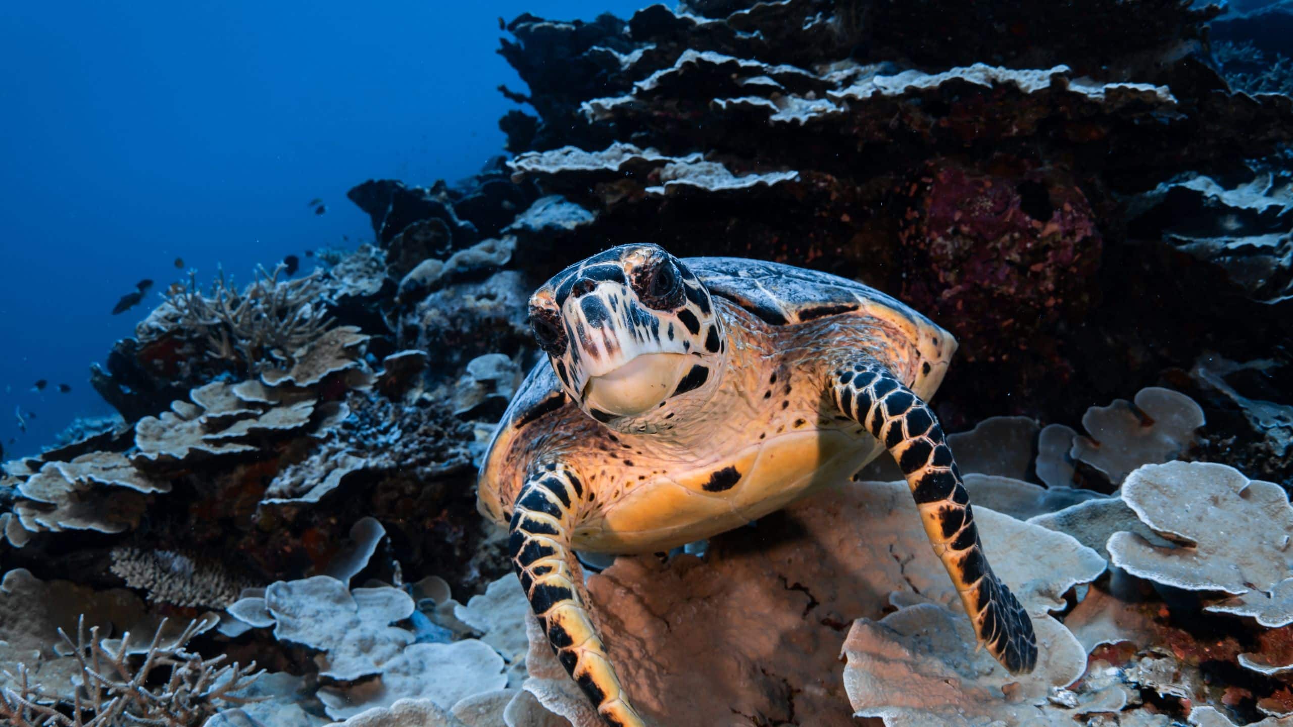 Park Hyatt Maldives Hadahaa Turtle Swimming In The Ocean