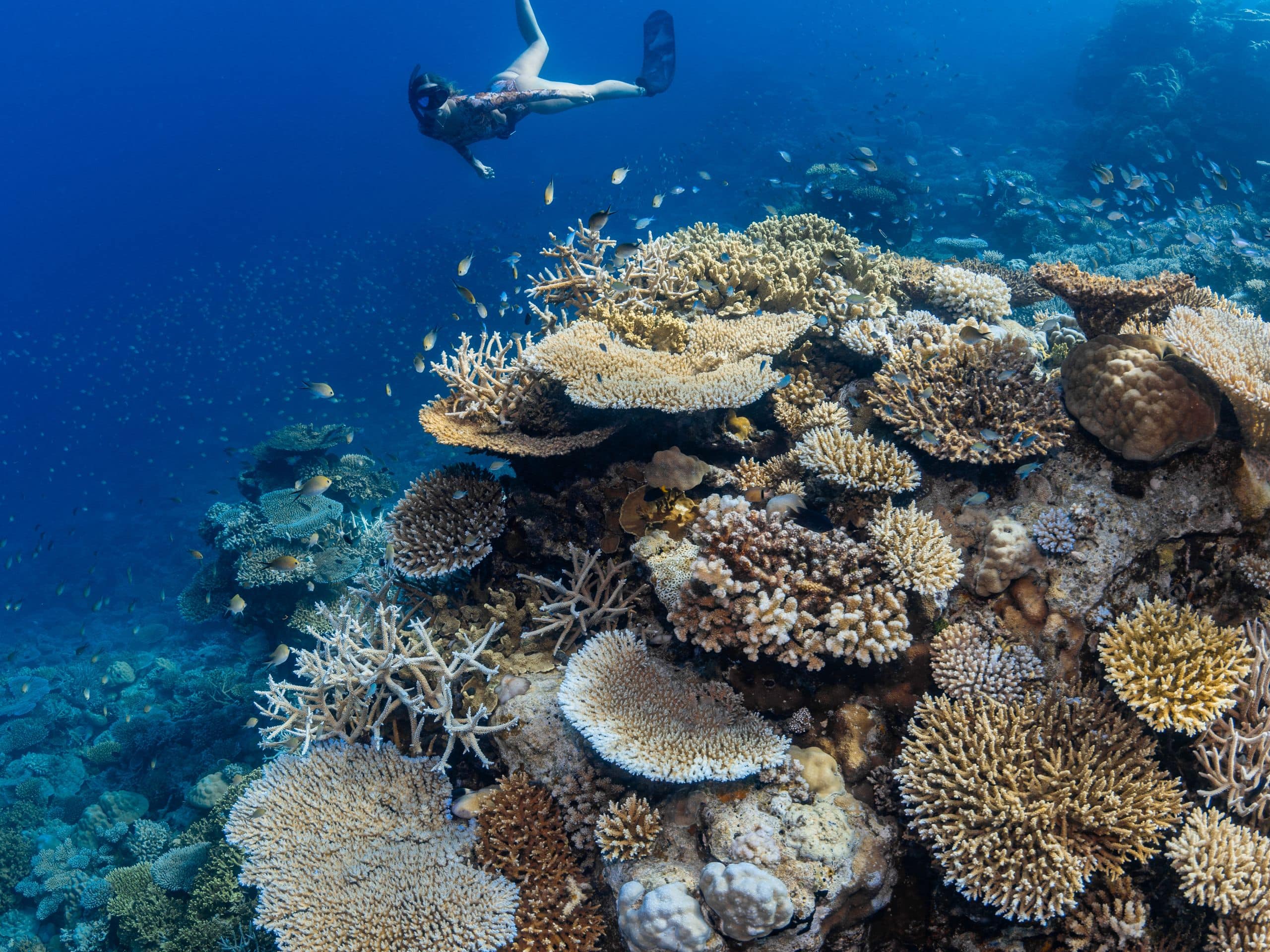 Park Hyatt Maldives Hadahaa Freediving In The Maldives At Hadahaa