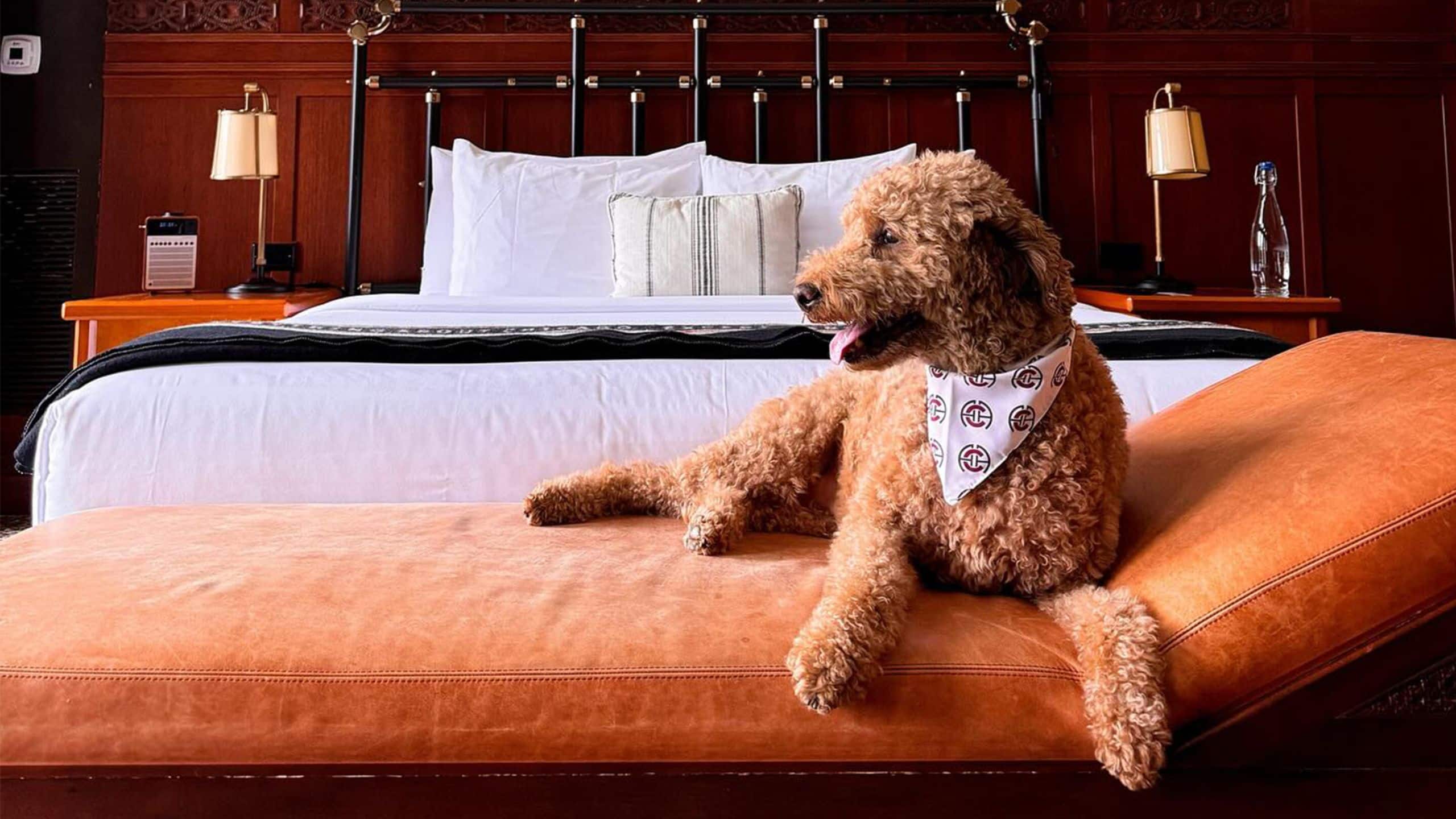 Chicago Athletic Association Pet Friendly Ginger