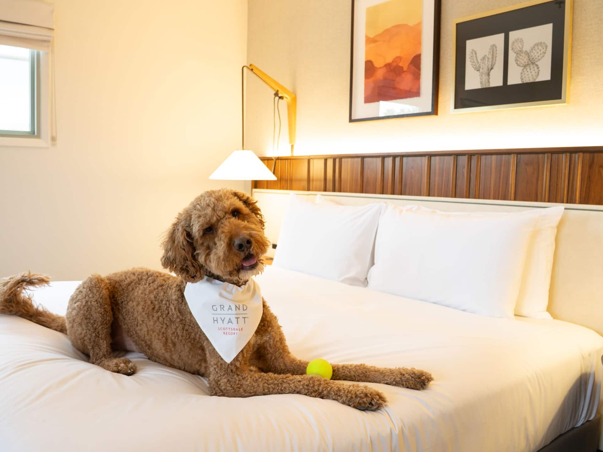 Grand Hyatt Scottsdale Resort Puppy In Bed