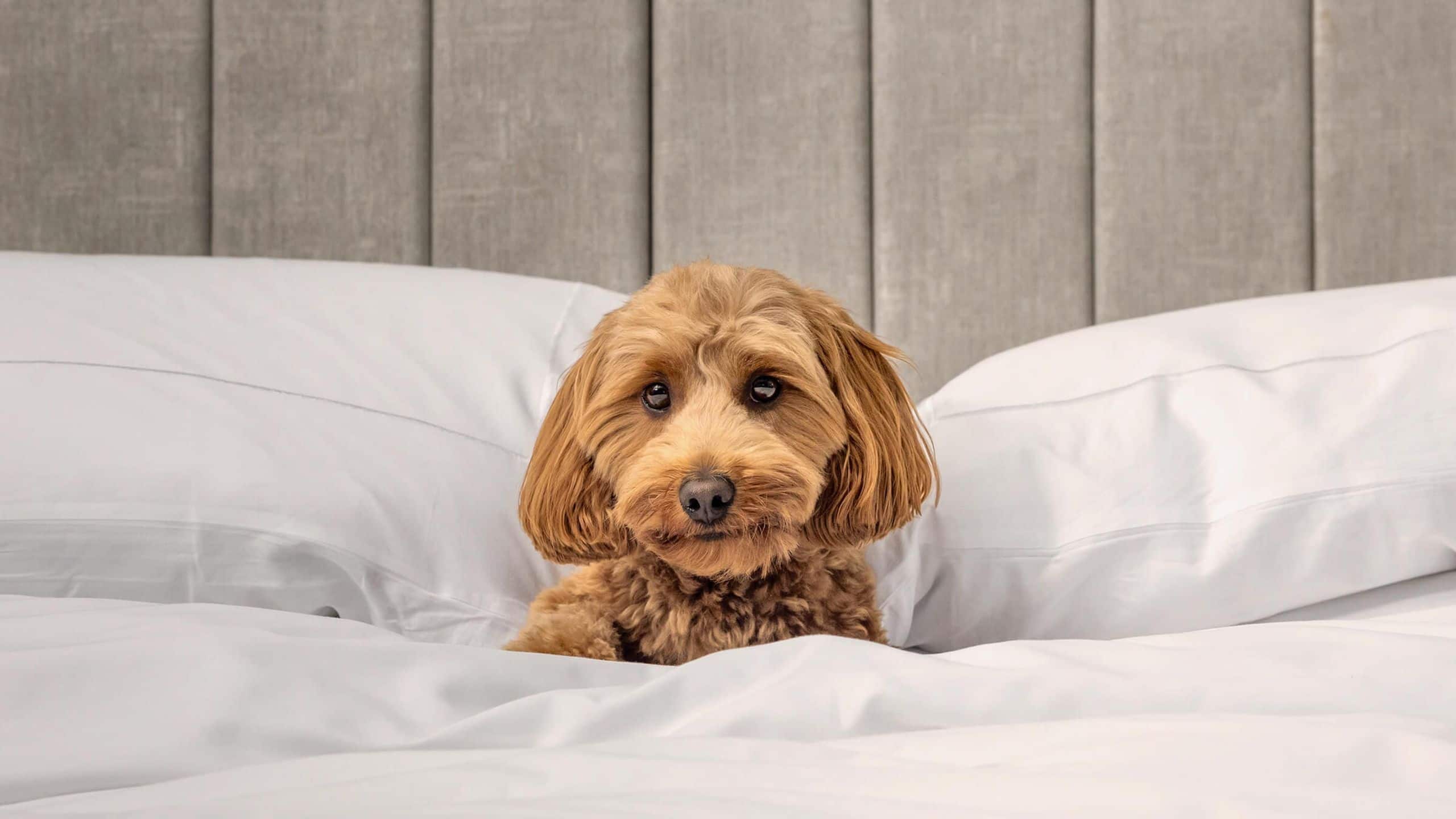 Hotel X Toronto Vip Pet Program In Bed
