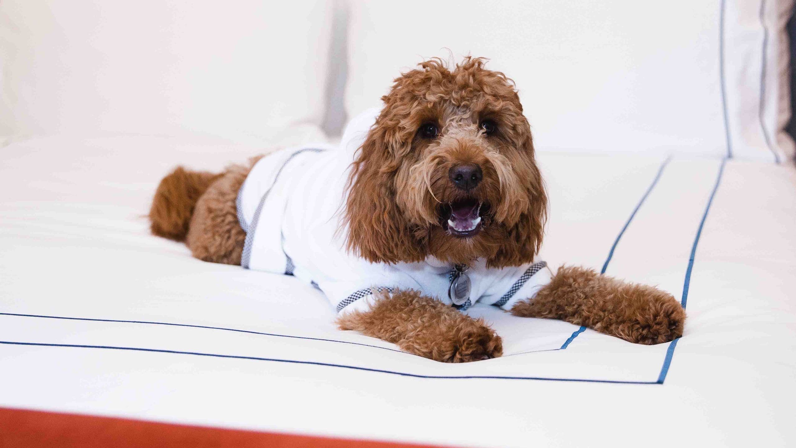 Dream Nashville Dog On Bed