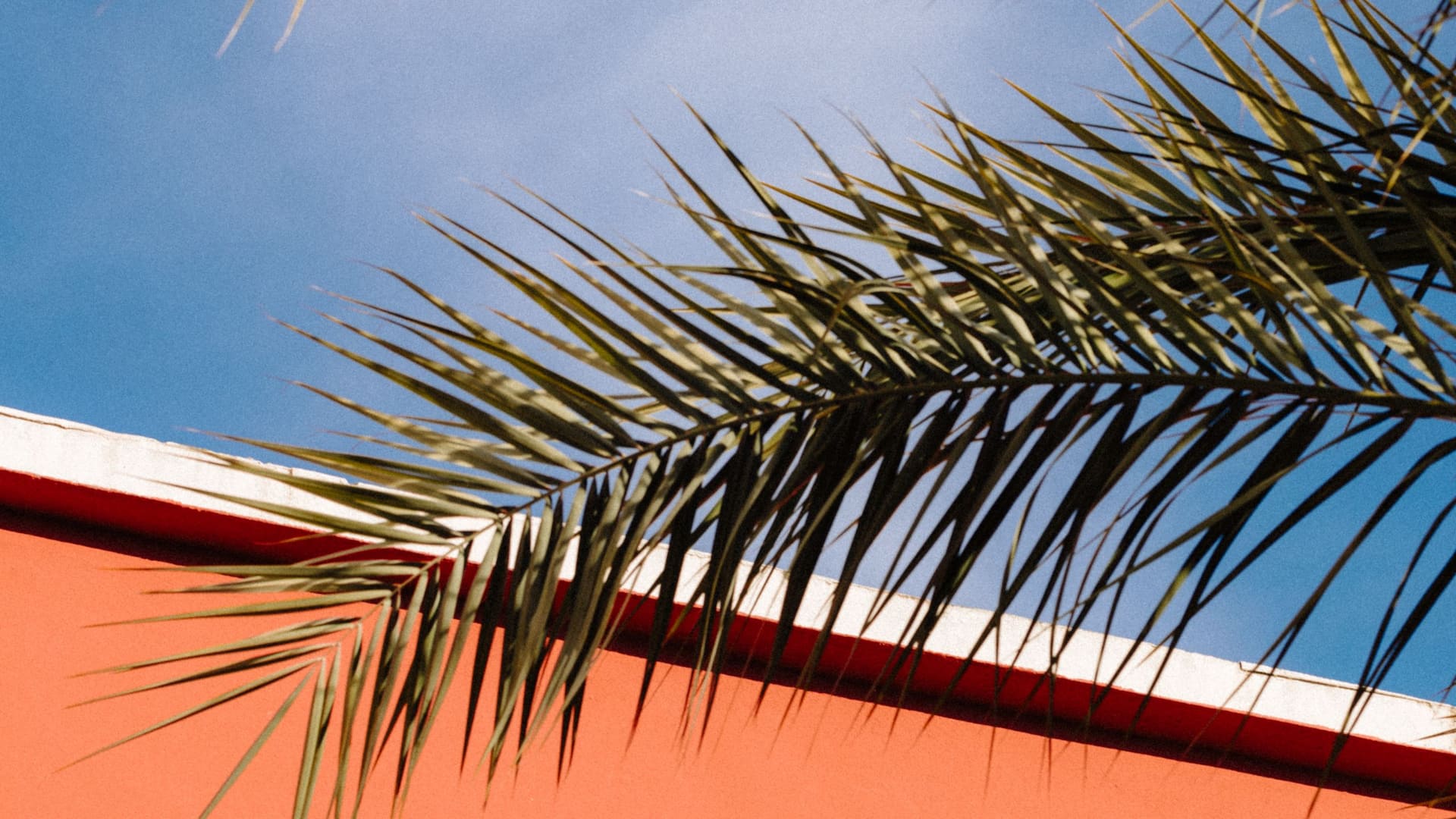 Hyatt Regency Nice Palais de la Méditerranée Focus Palm Tree