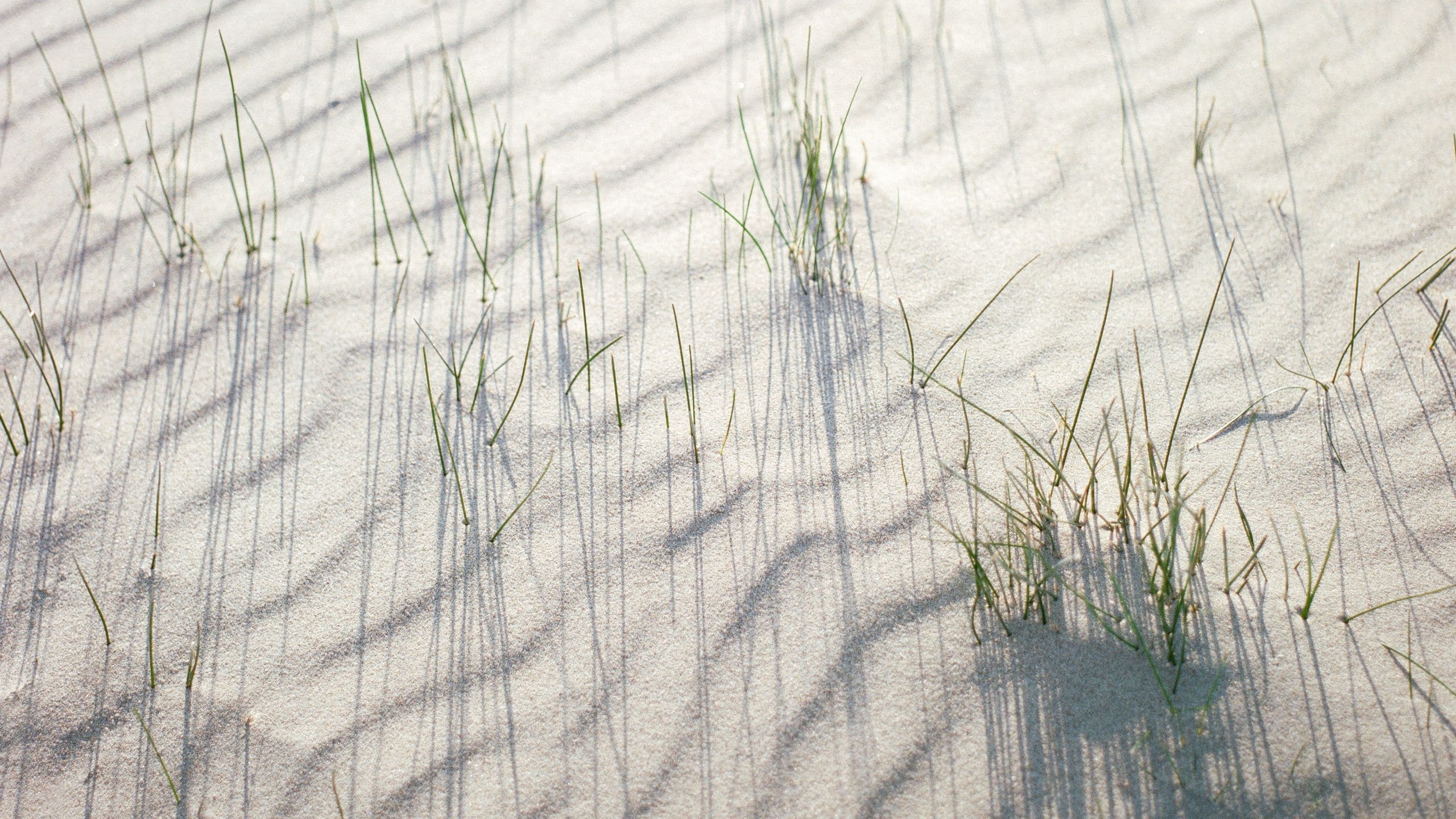 Sarena de Muro Resort Mallorca Grass Growing On Sand