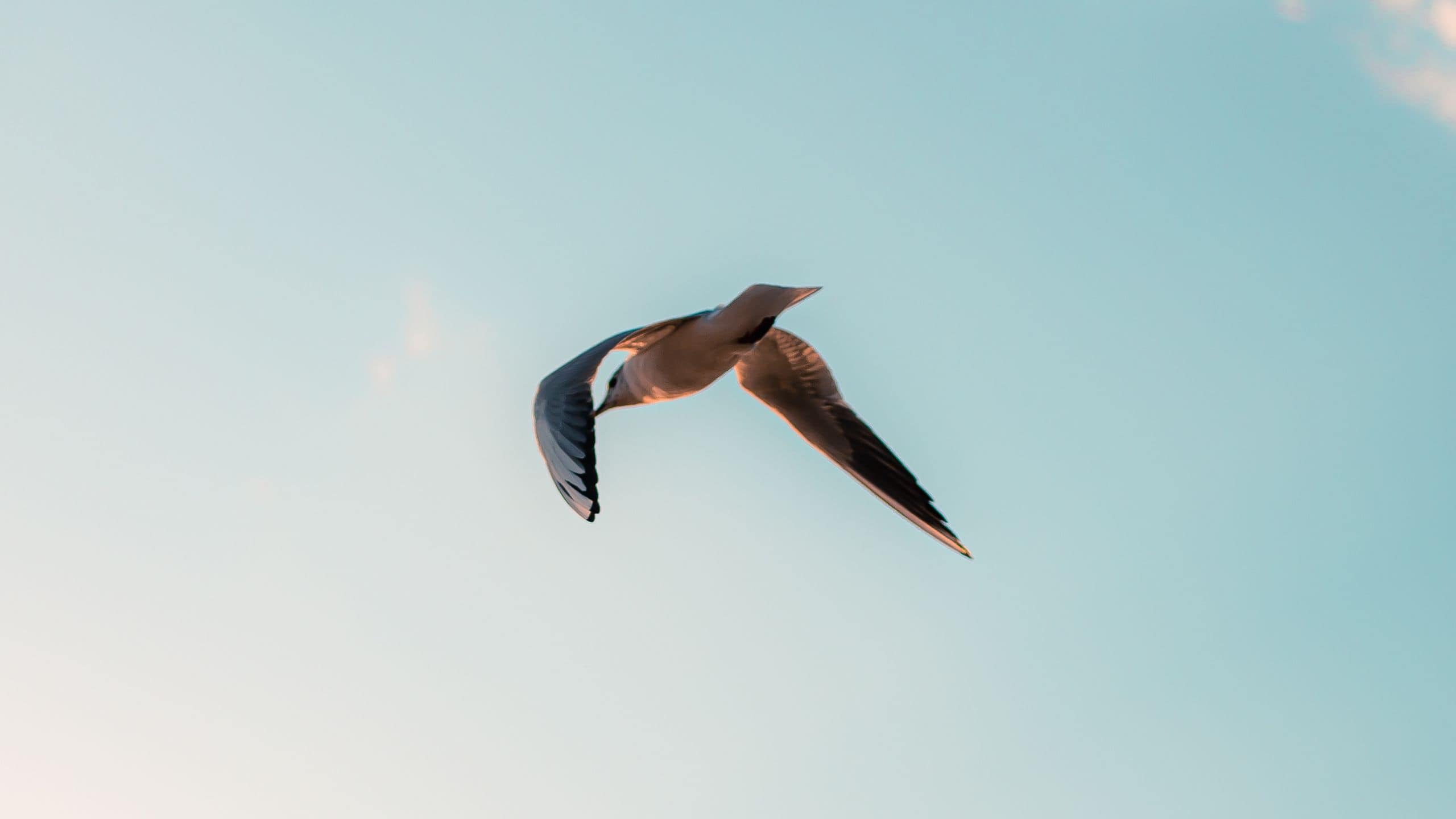 Sarena de Muro Resort Mallorca Pelican Flying In The Sky