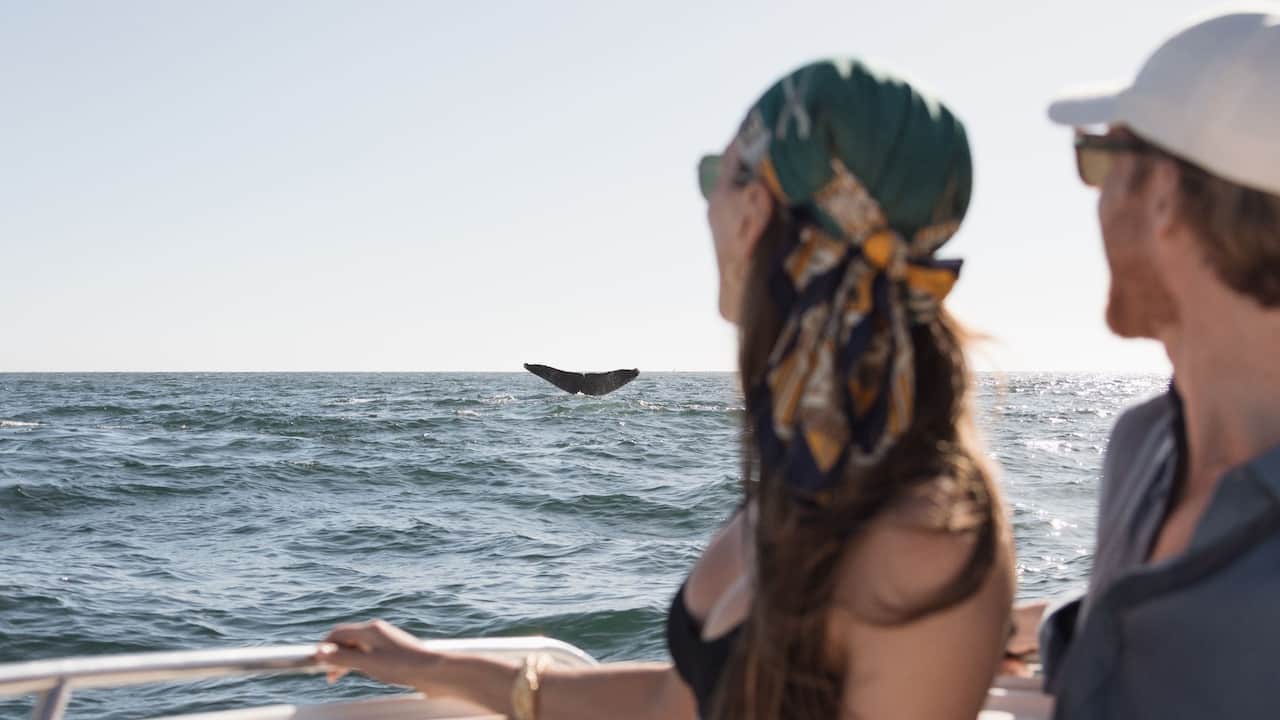Whale Watching Experience