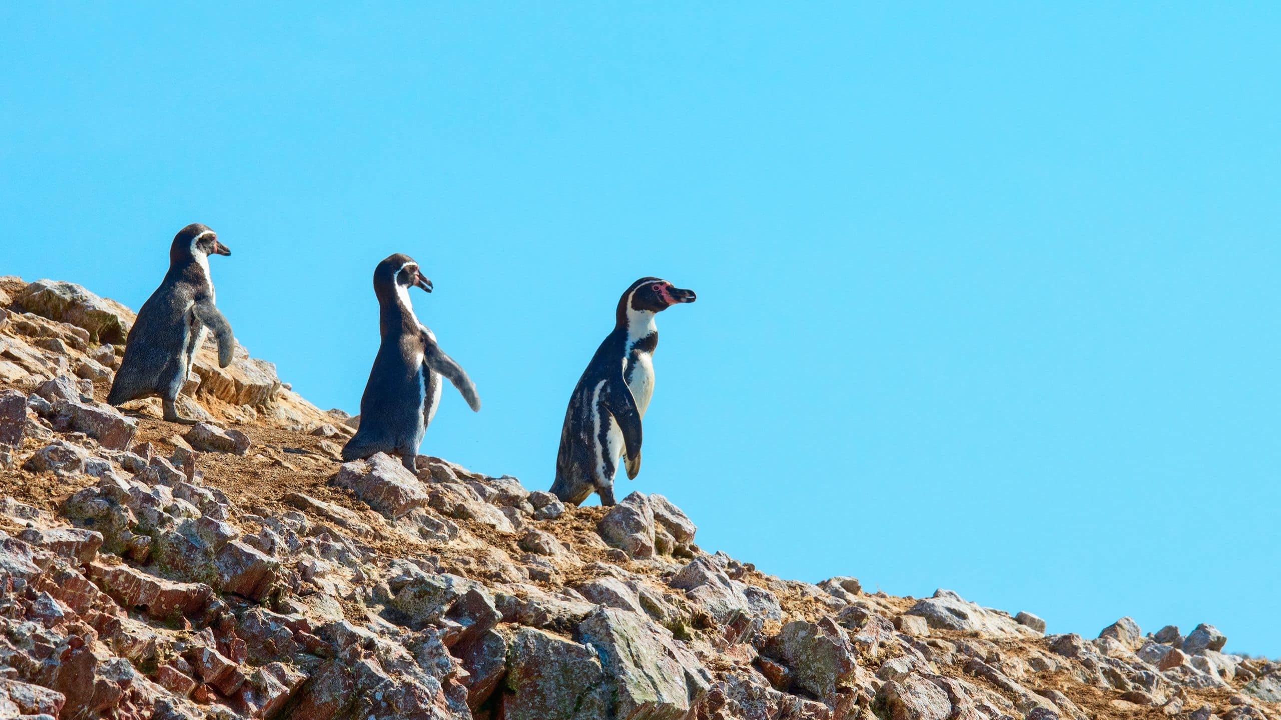 The Legend Paracas Resort Humboldt Pinguins Islas Ballestas
