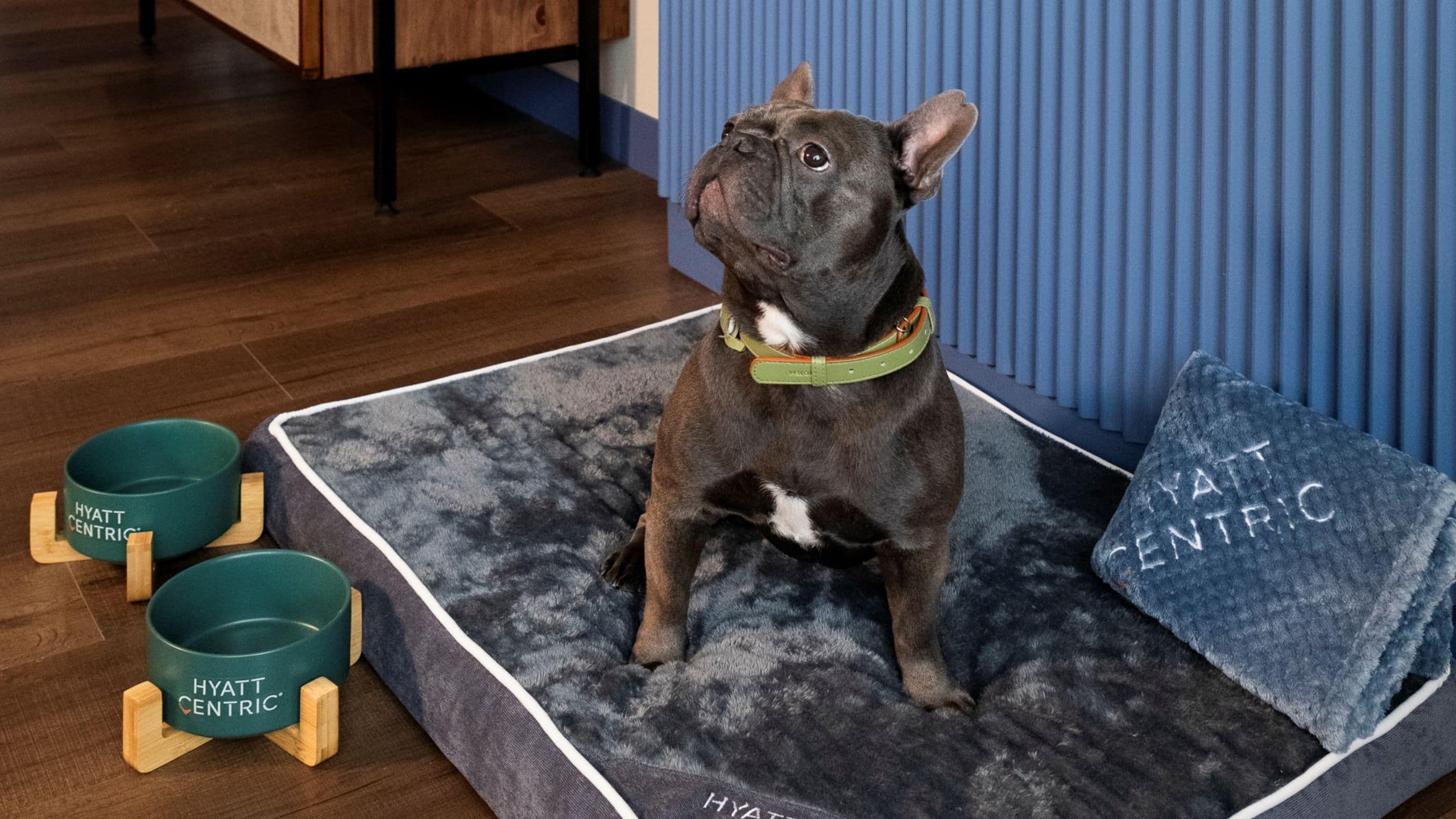 Hyatt Centric San José Escazú Pet Friendly